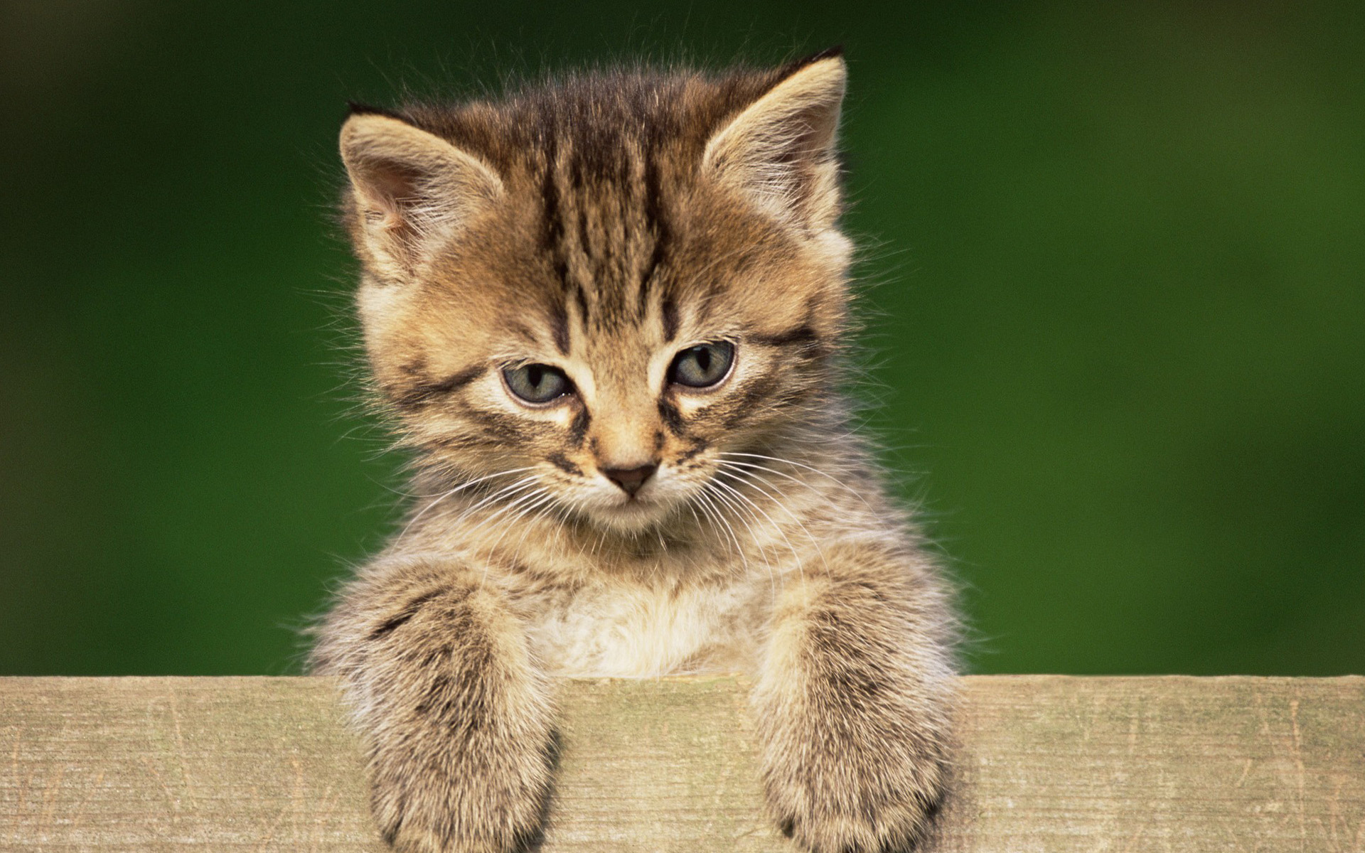 萌宠,动物,可爱,萌物,宠物,喵星人,猫,可怜巴巴,卖萌图,儿童桌面专用