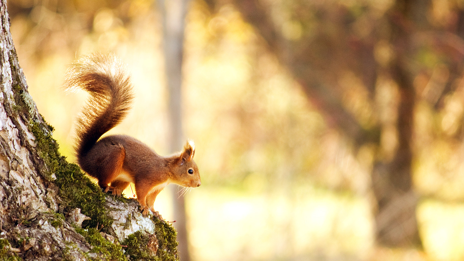 萌宠,动物,可爱,萌物,野生动物,松鼠,卖萌图,儿童桌面专用