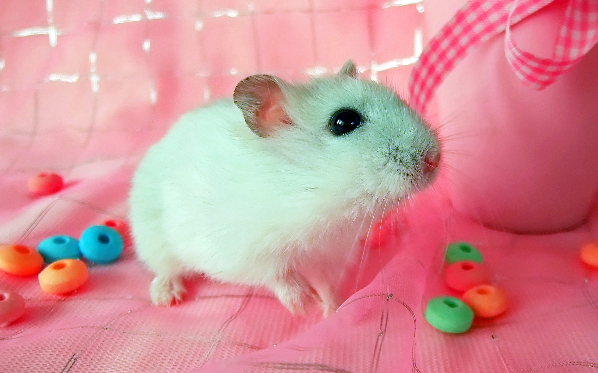 萌宠,动物,可爱,萌物,宠物,老鼠,搞笑图,卖萌图,儿童桌面专用