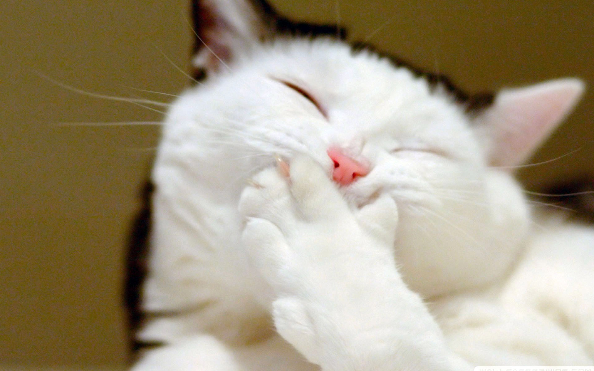 萌宠,动物,可爱,儿童桌面专用,宠物,喵星人,古灵精怪