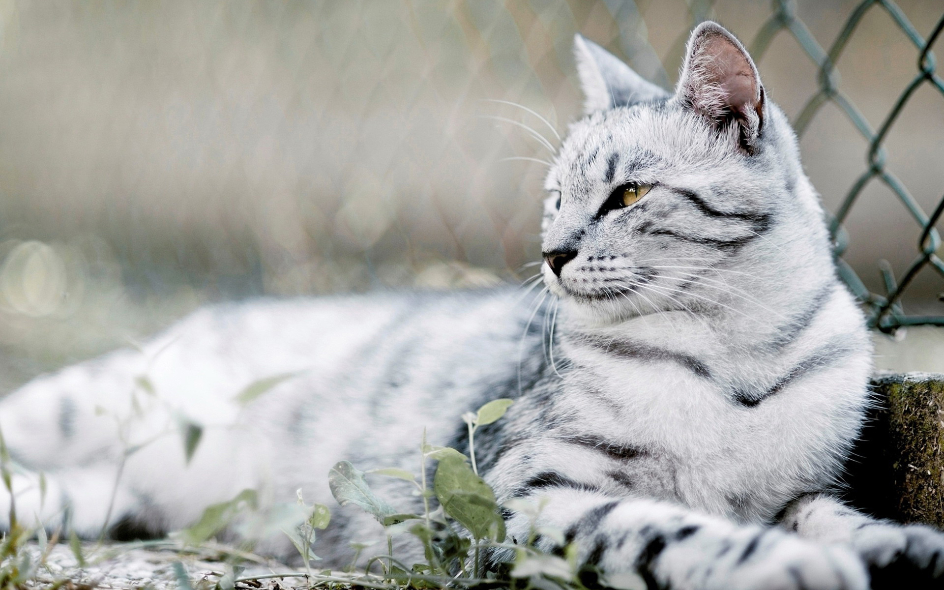萌宠,动物,可爱,宠物,喵星人,儿童桌面专用