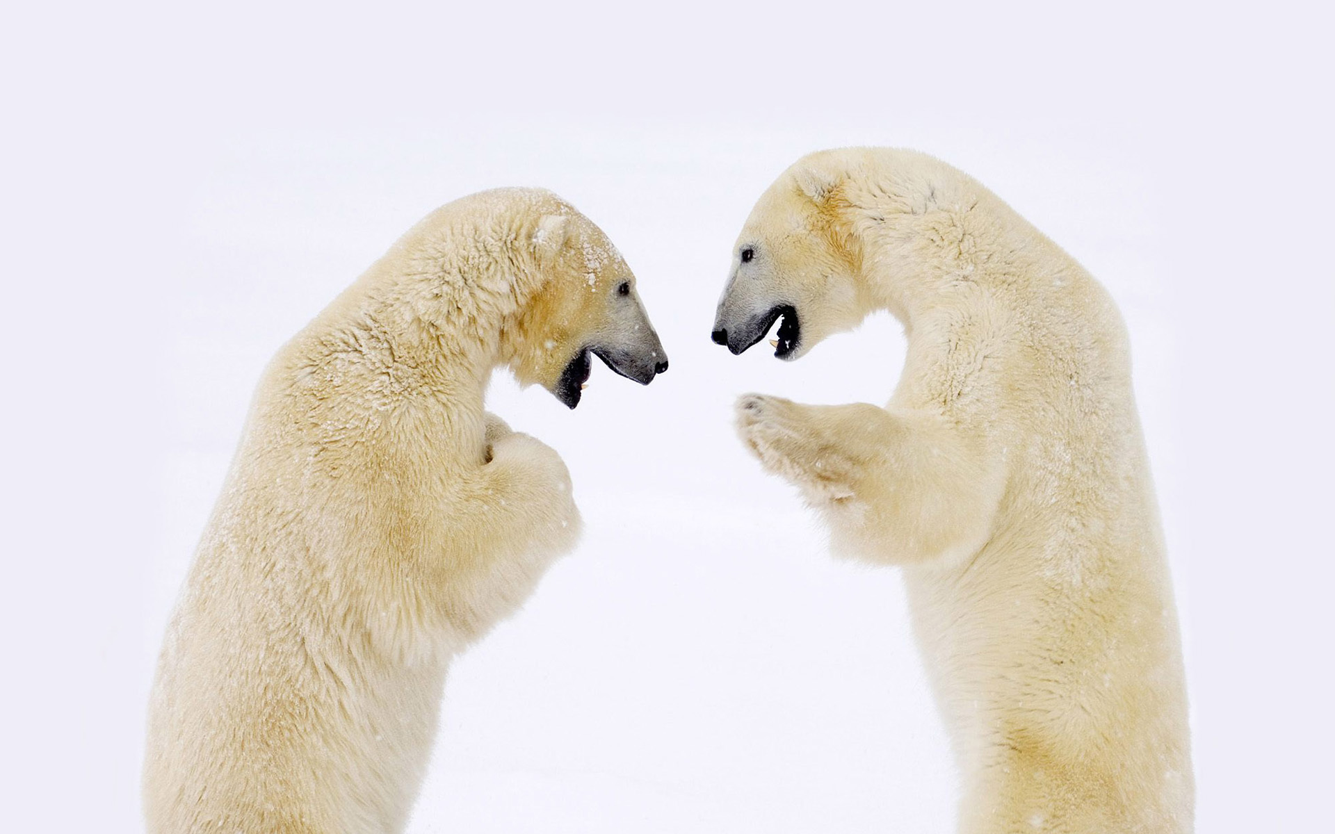 萌宠,动物,可爱,野生动物,极低物种,儿童桌面专用