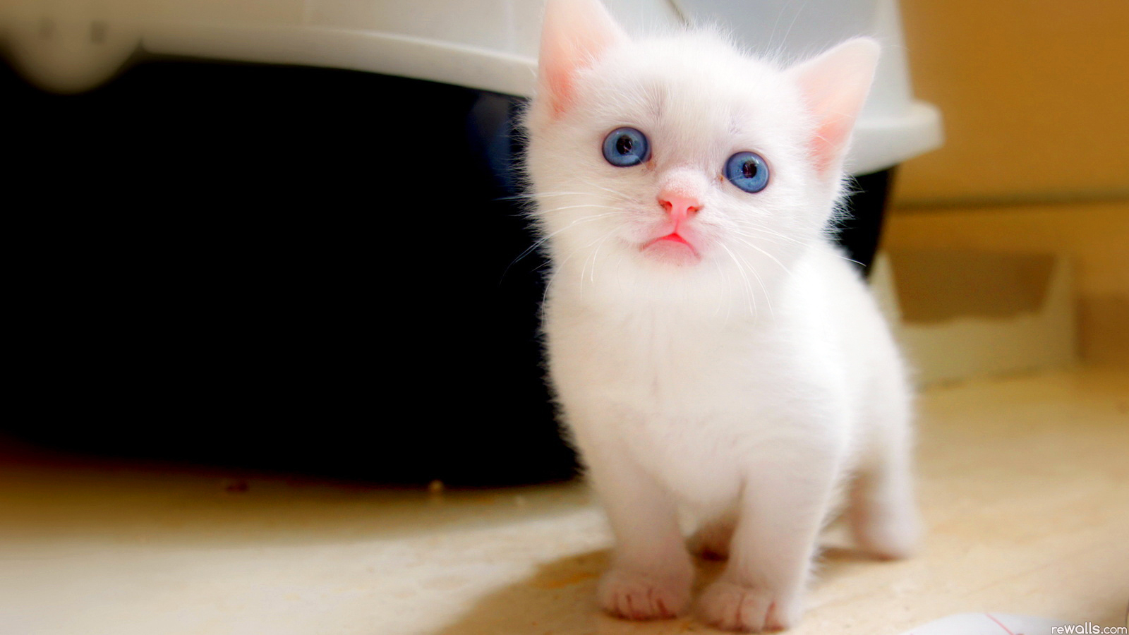 萌宠,动物,可爱,萌物,宠物,喵星人,猫,可怜巴巴,卖萌图,儿童桌面专用