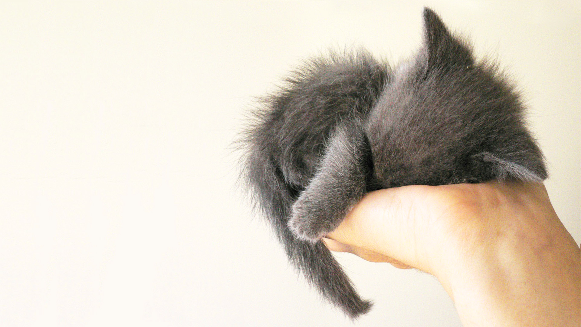 萌宠,动物,可爱,萌物,宠物,喵星人,猫,睡觉中,儿童桌面专用