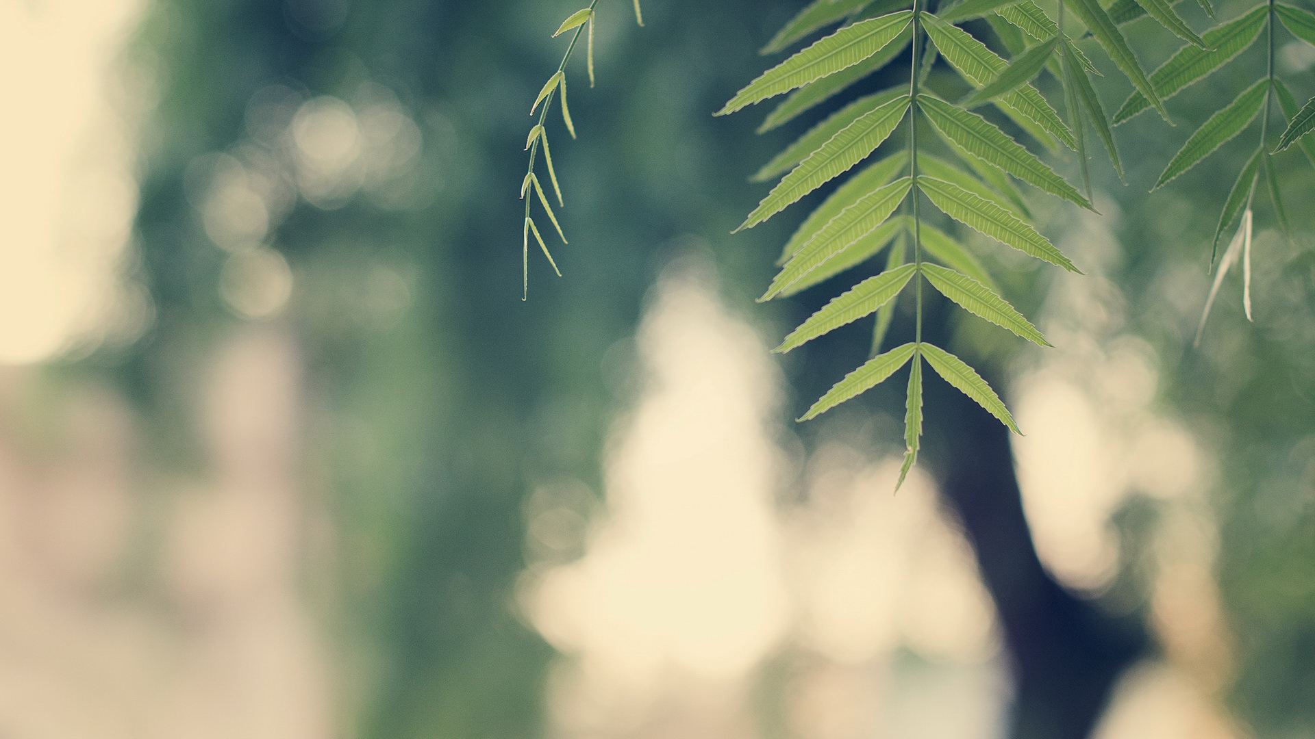 小清新,护眼壁纸,绿叶,儿童桌面专用