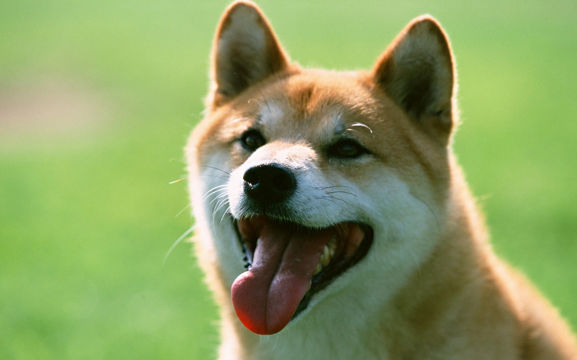 萌宠,动物,可爱,萌物,宠物,汪星人,狗,儿童桌面专用