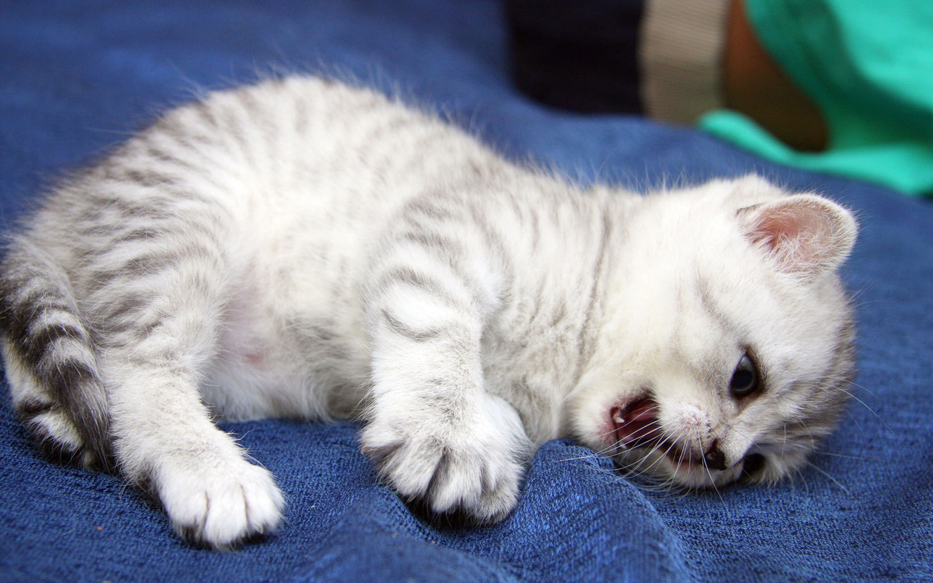 萌宠,动物,可爱,宠物,喵星人,卖萌图,儿童桌面专用