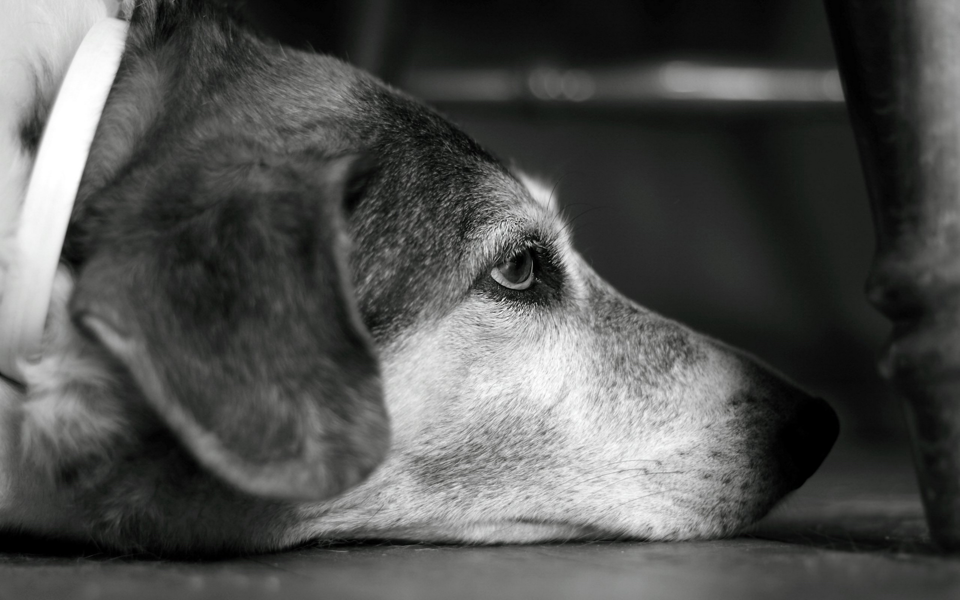 萌宠,动物,可爱,宠物,汪星人,儿童桌面专用
