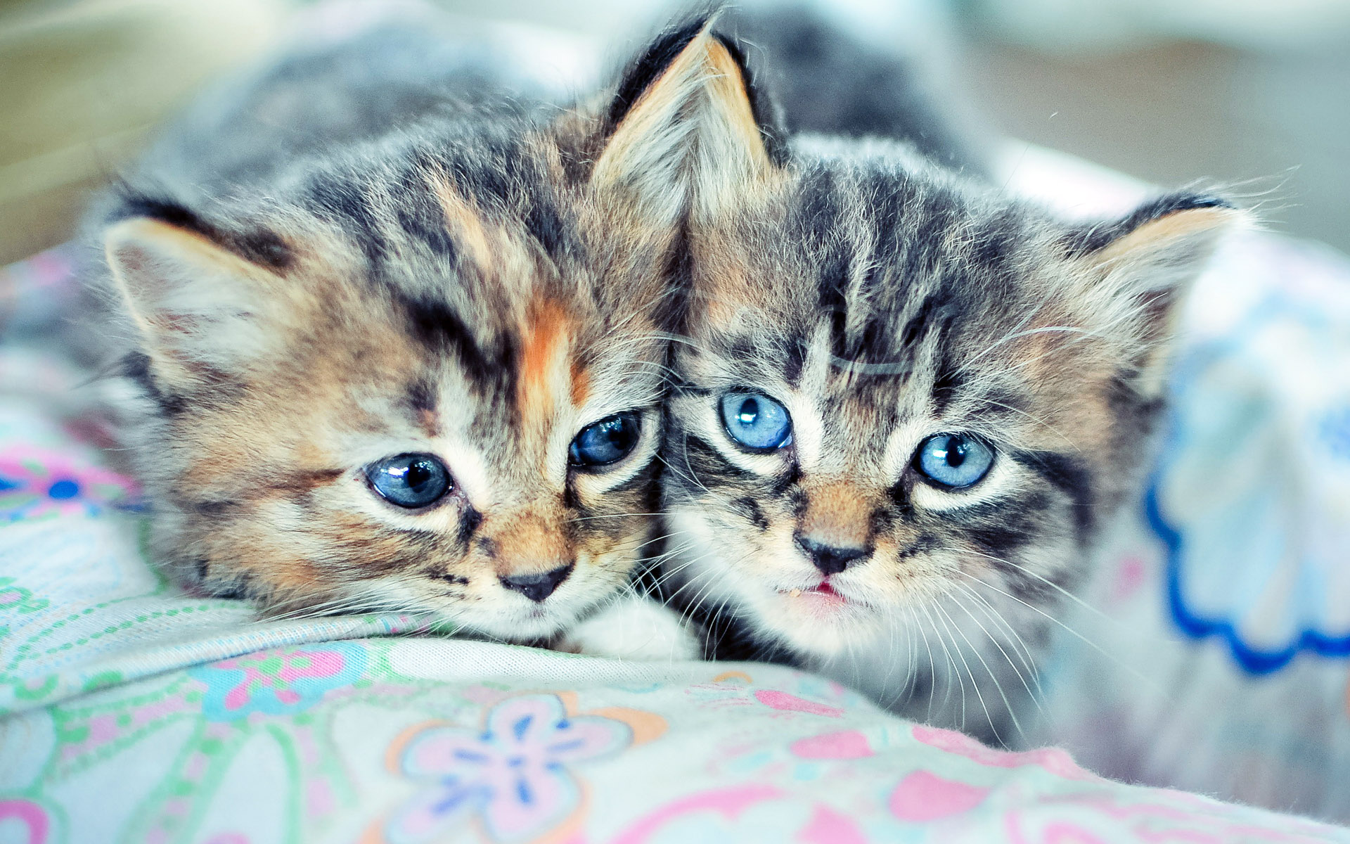 萌宠,动物,可爱,宠物,喵星人,卖萌图,儿童桌面专用