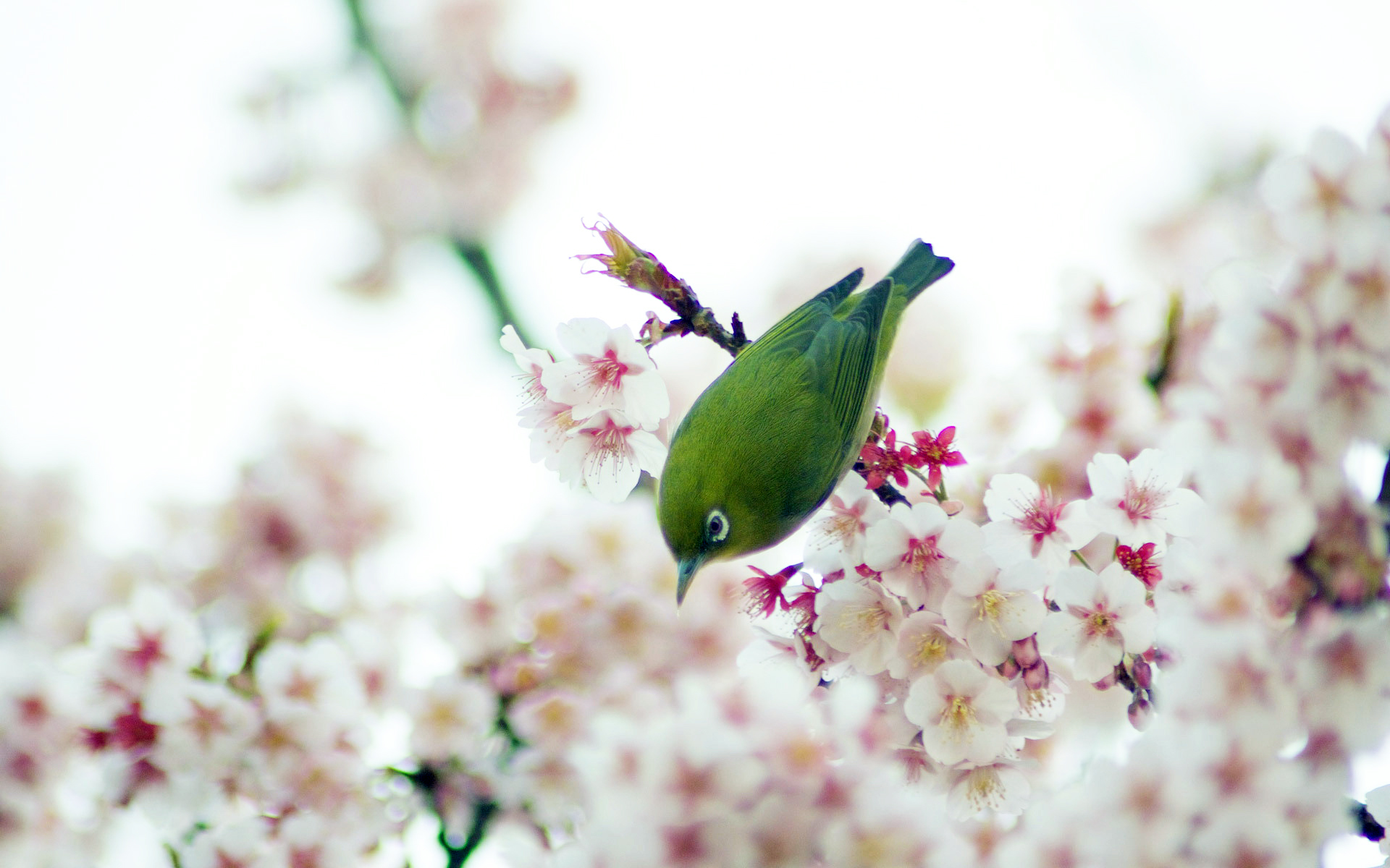 萌宠,动物,可爱,野生动物,儿童桌面专用
