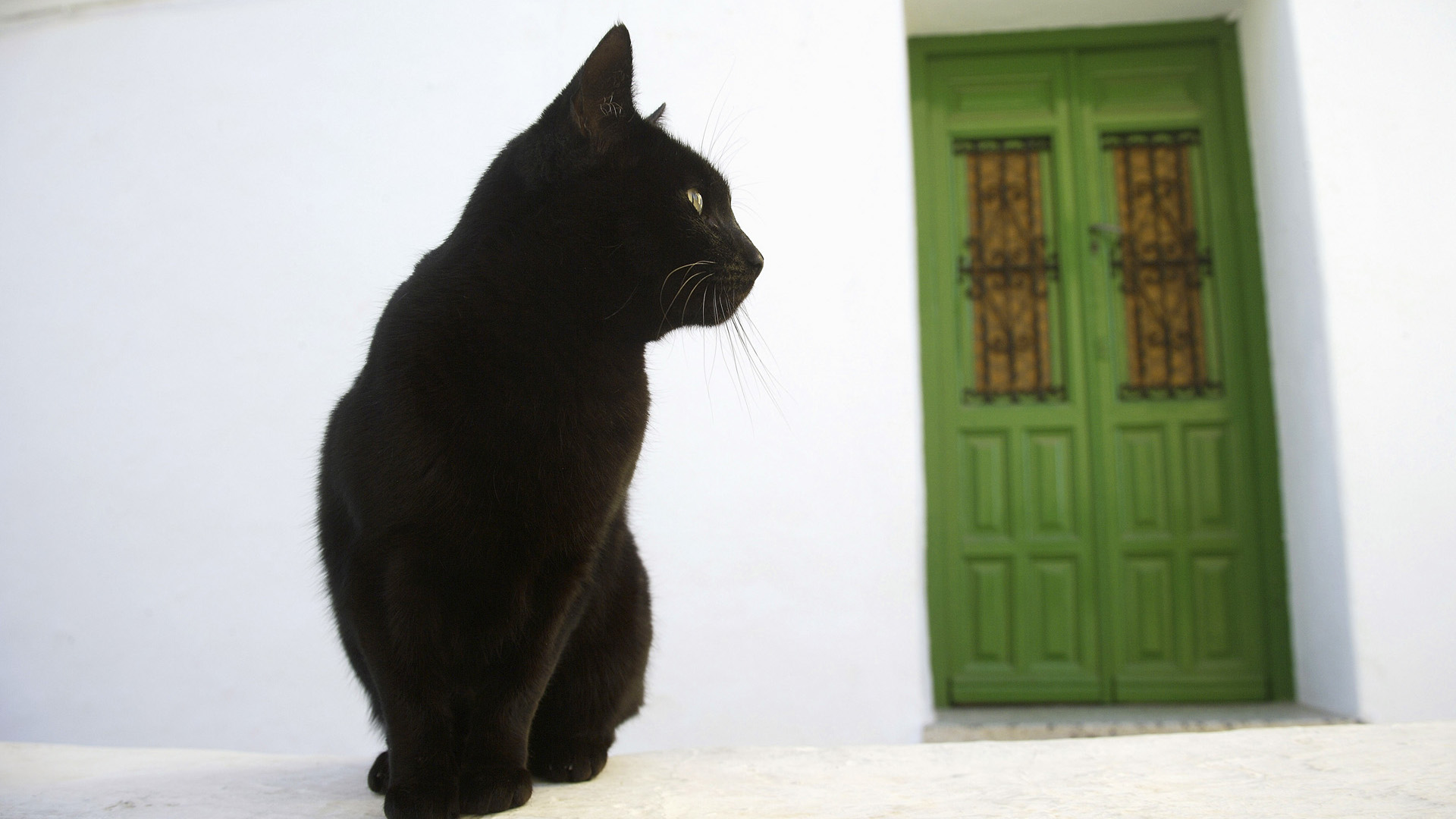 萌宠,动物,可爱,宠物,喵星人,儿童桌面专用