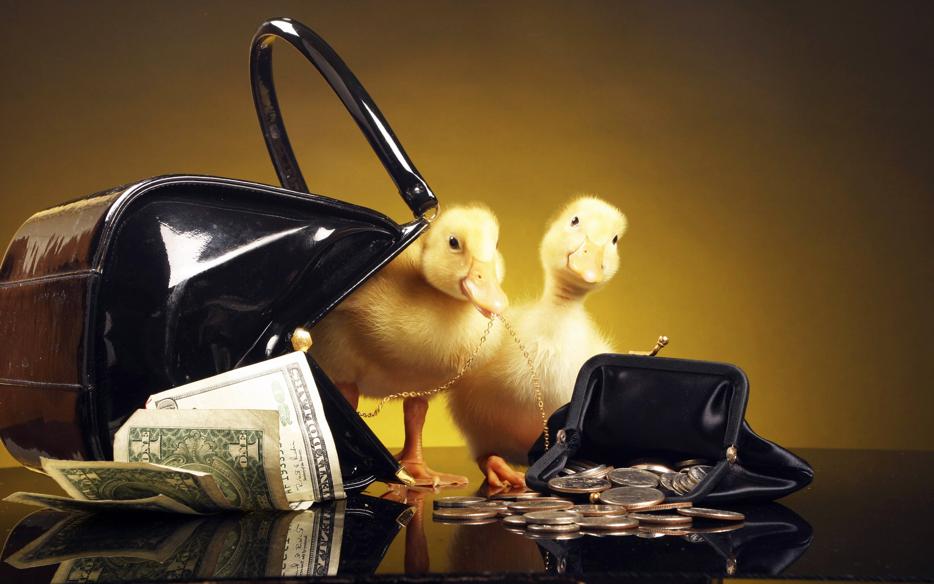 萌宠,动物,可爱,古灵精怪,儿童桌面专用