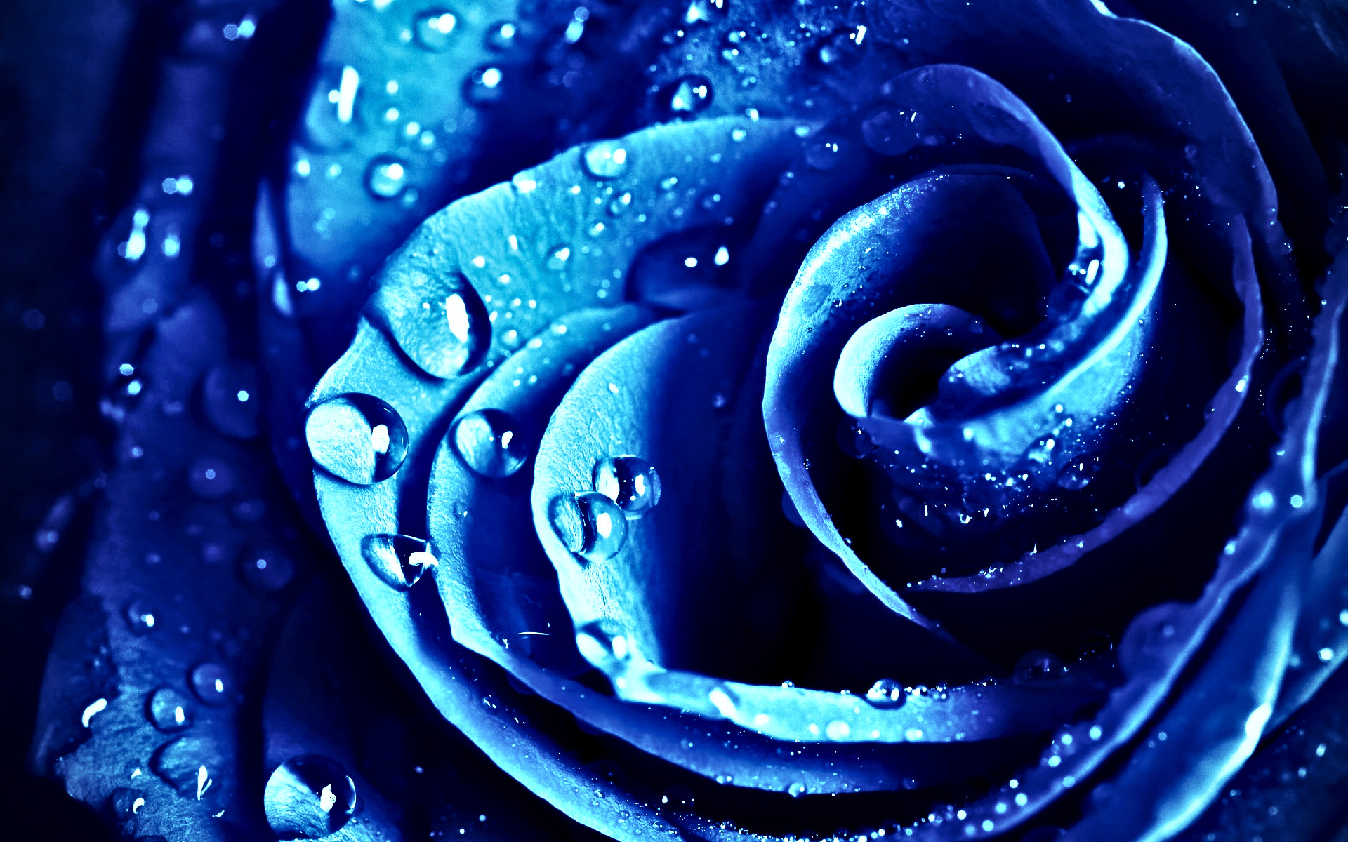 小清新,娇艳欲滴,儿童桌面专用