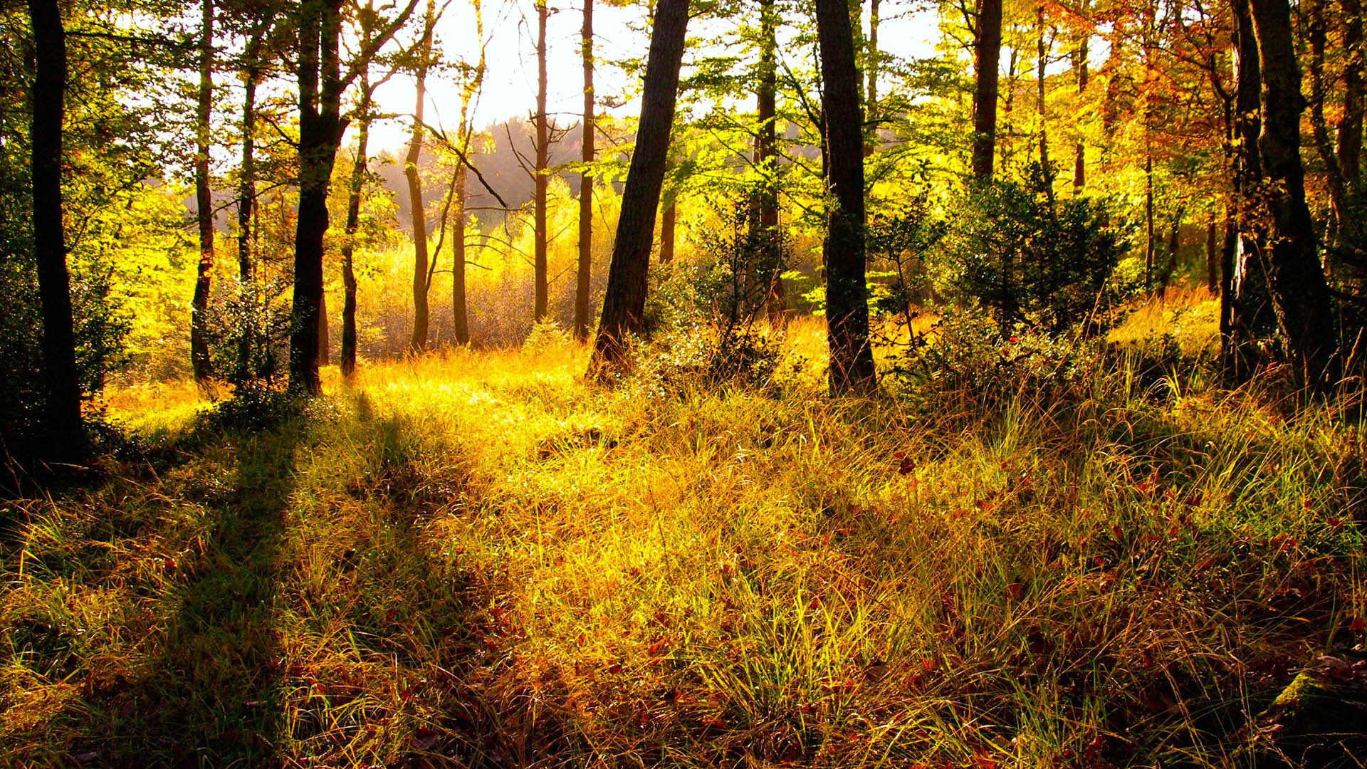 风景,秋意正浓,儿童桌面专用