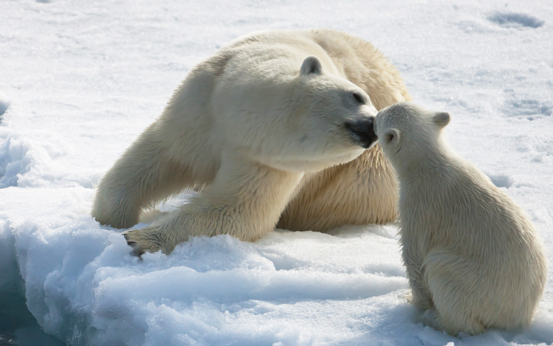 萌宠,动物,可爱,野生动物,极低物种,儿童桌面专用