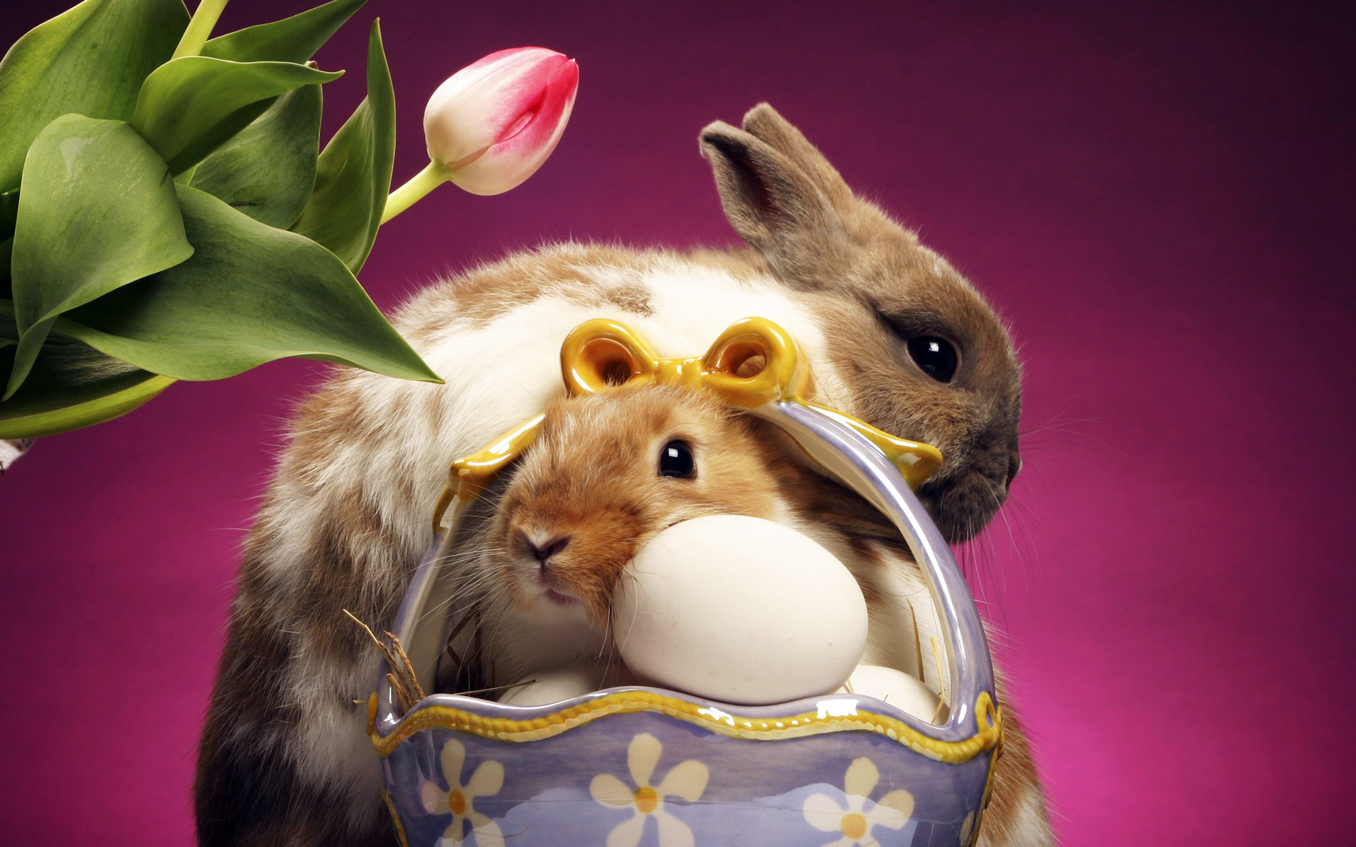 萌宠,动物,可爱,古灵精怪,儿童桌面专用