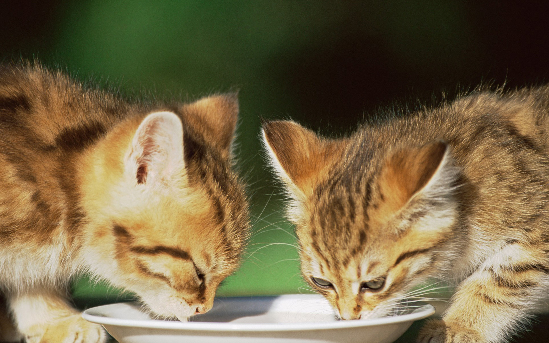 萌宠,动物,可爱,萌物,宠物,喵星人,猫,卖萌图,儿童桌面专用