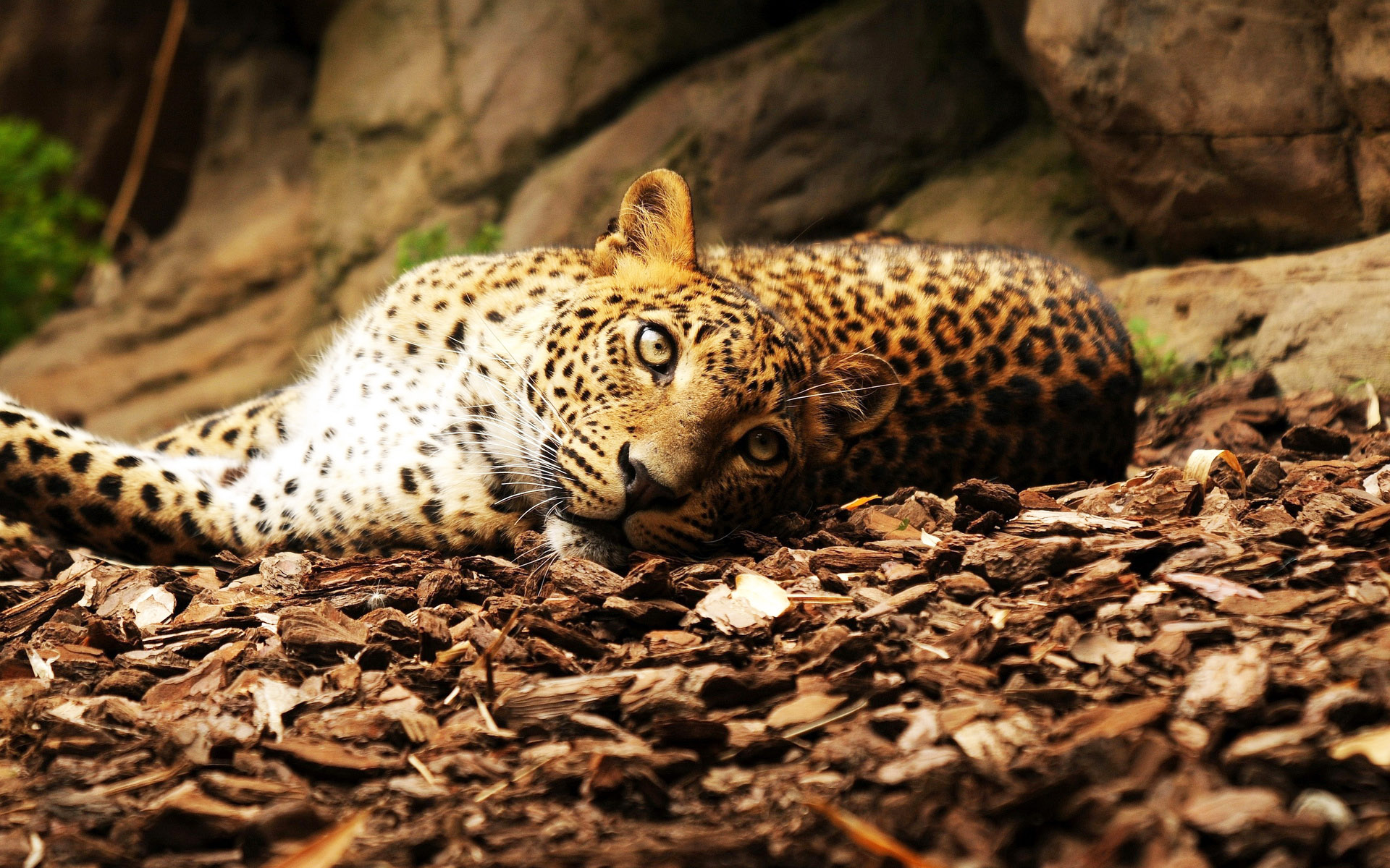 萌宠,动物,可爱,野生动物,儿童桌面专用