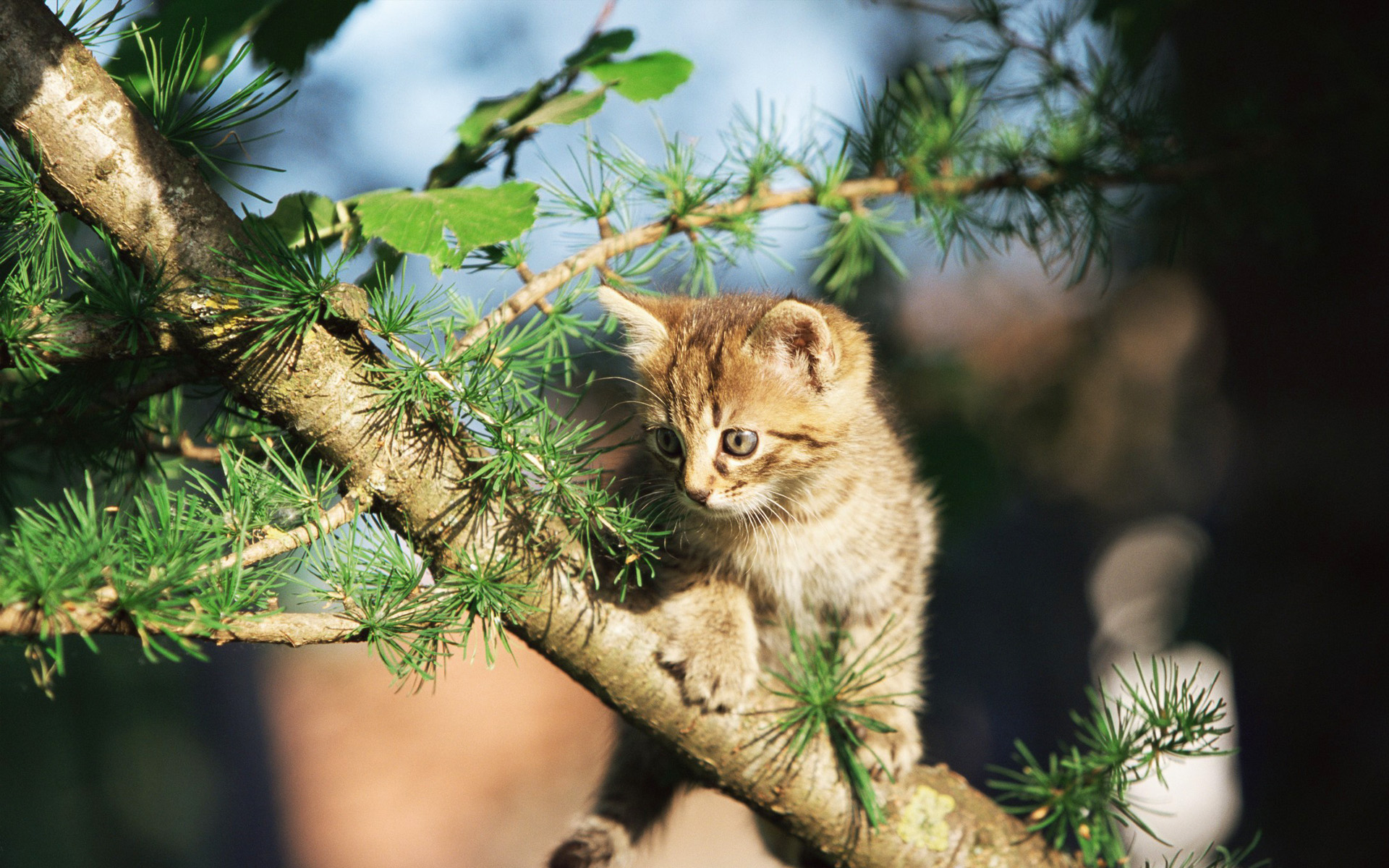 萌宠,动物,可爱,萌物,宠物,喵星人,猫,可怜巴巴,卖萌图,儿童桌面专用