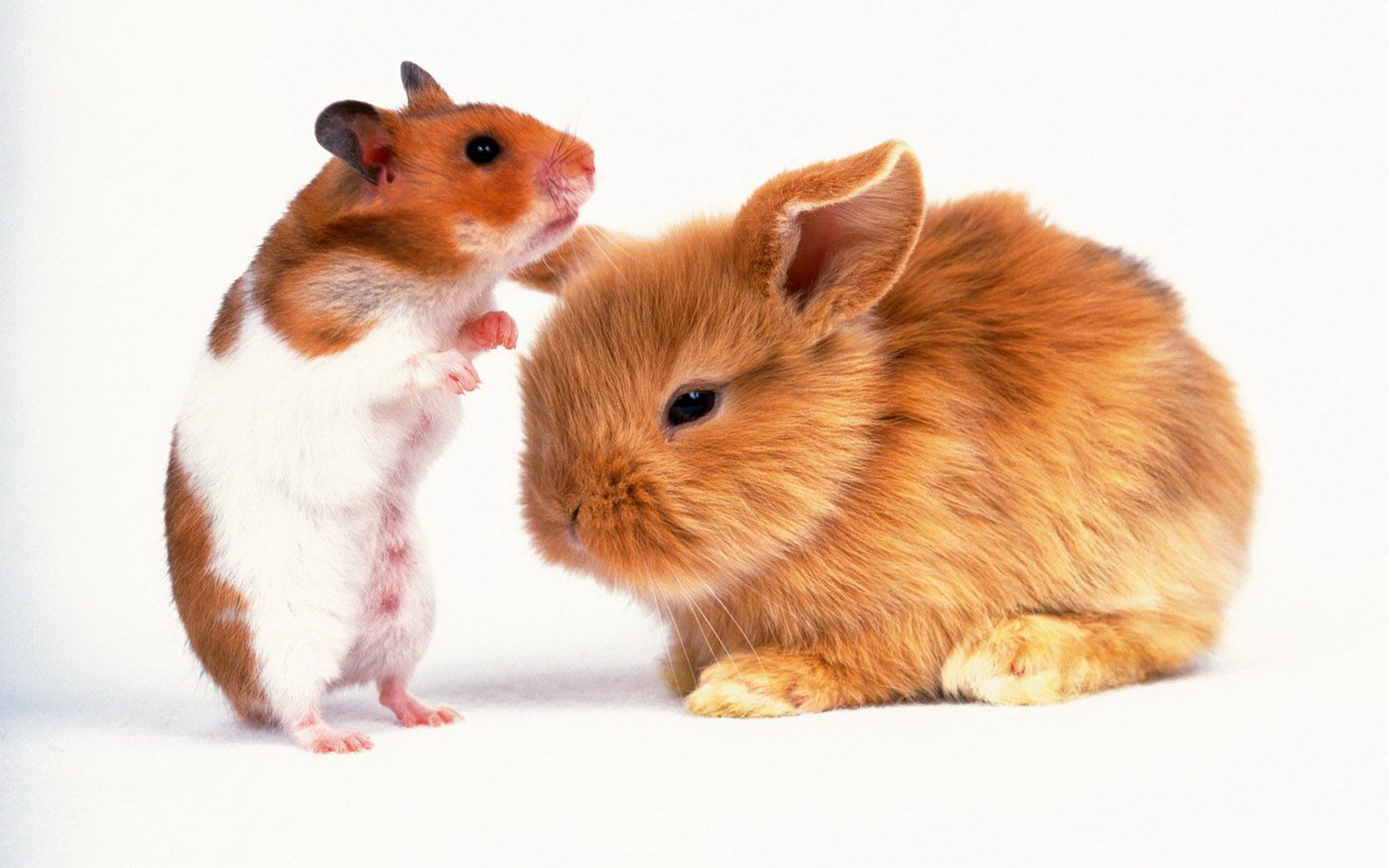 萌宠,动物,可爱,卖萌图,儿童桌面专用