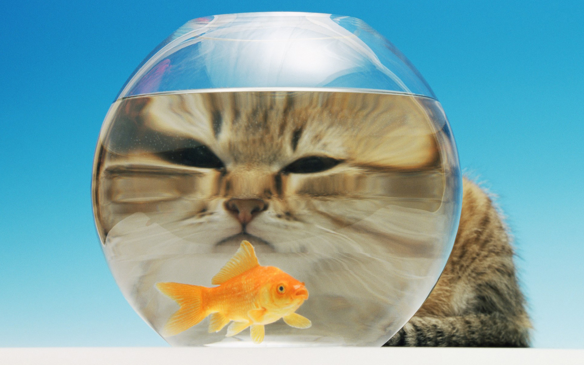 萌宠,动物,可爱,萌物,宠物,喵星人,猫,古灵精怪,儿童桌面专用