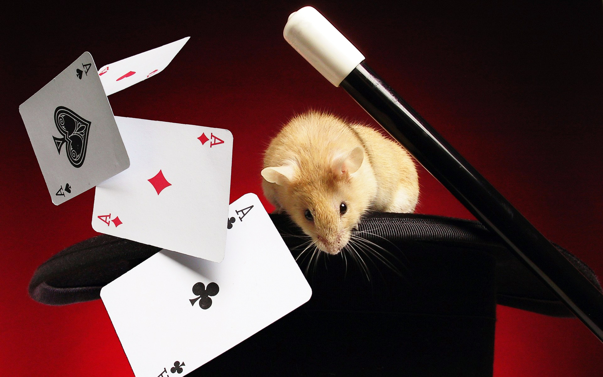 萌宠,动物,可爱,古灵精怪,儿童桌面专用