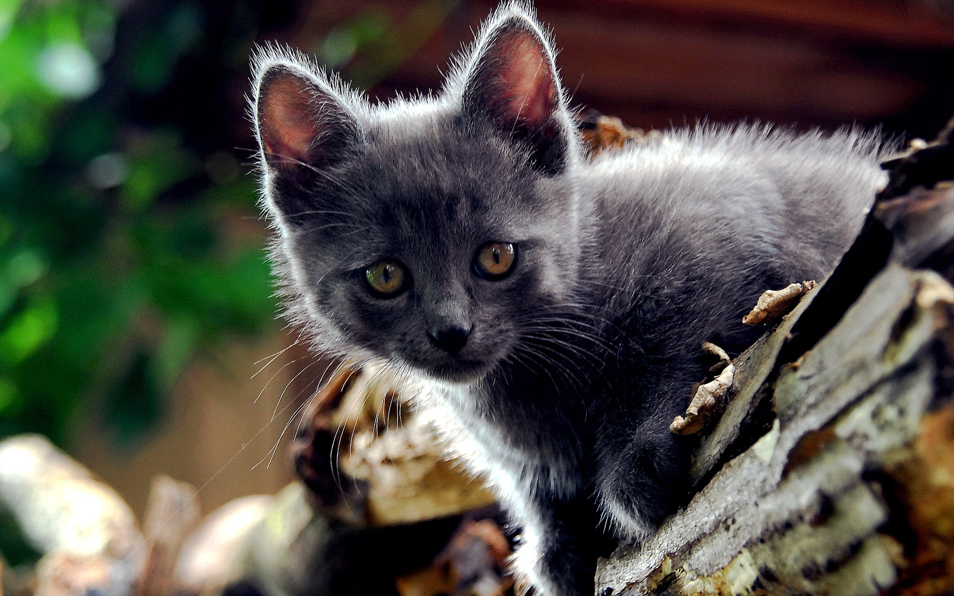 萌宠,动物,可爱,宠物,喵星人,儿童桌面专用