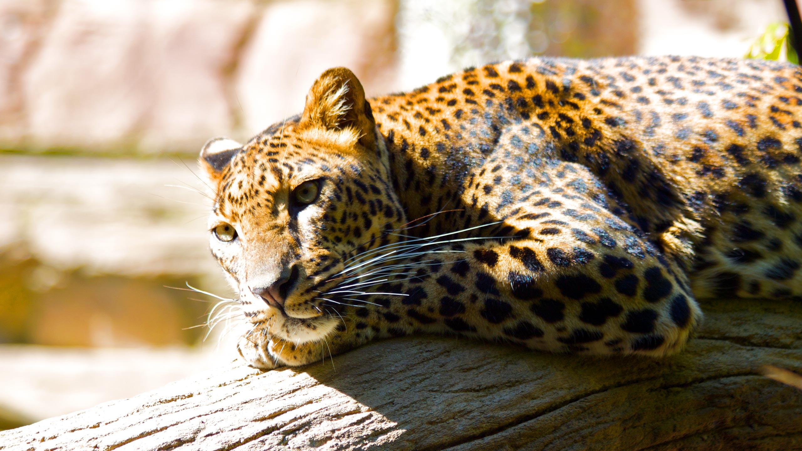 萌宠,动物,可爱,萌物,野生动物,丛林之王,豹,七月三日,儿童桌面专用