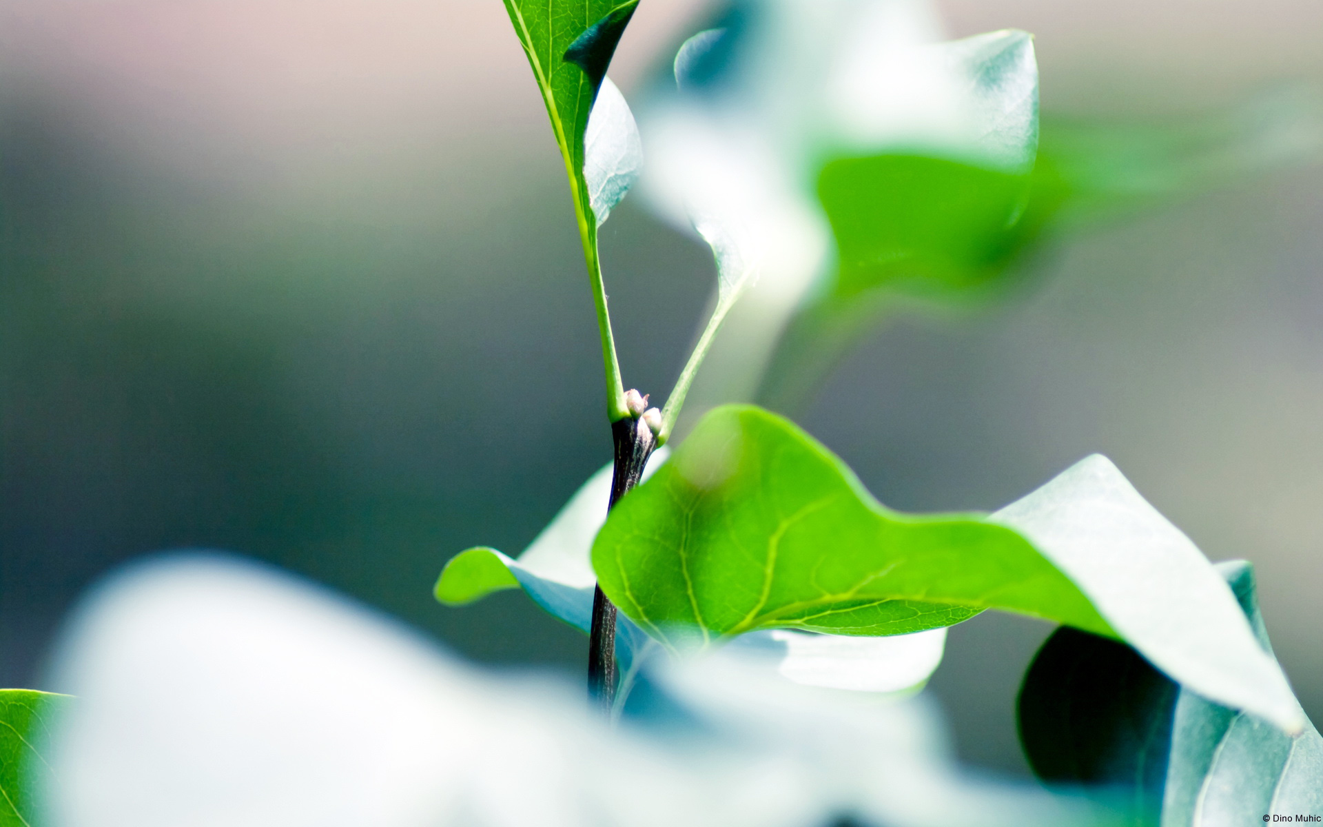 小清新,清爽,温馨,护眼壁纸,儿童桌面专用