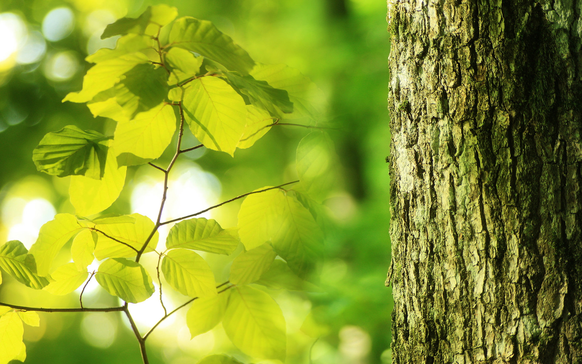 小清新,清爽,温馨,护眼壁纸,儿童桌面专用