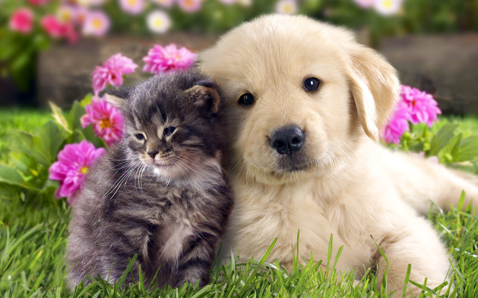 萌宠,动物,可爱,小猫,小狗,喵星人,汪星人,儿童桌面专用,宠物