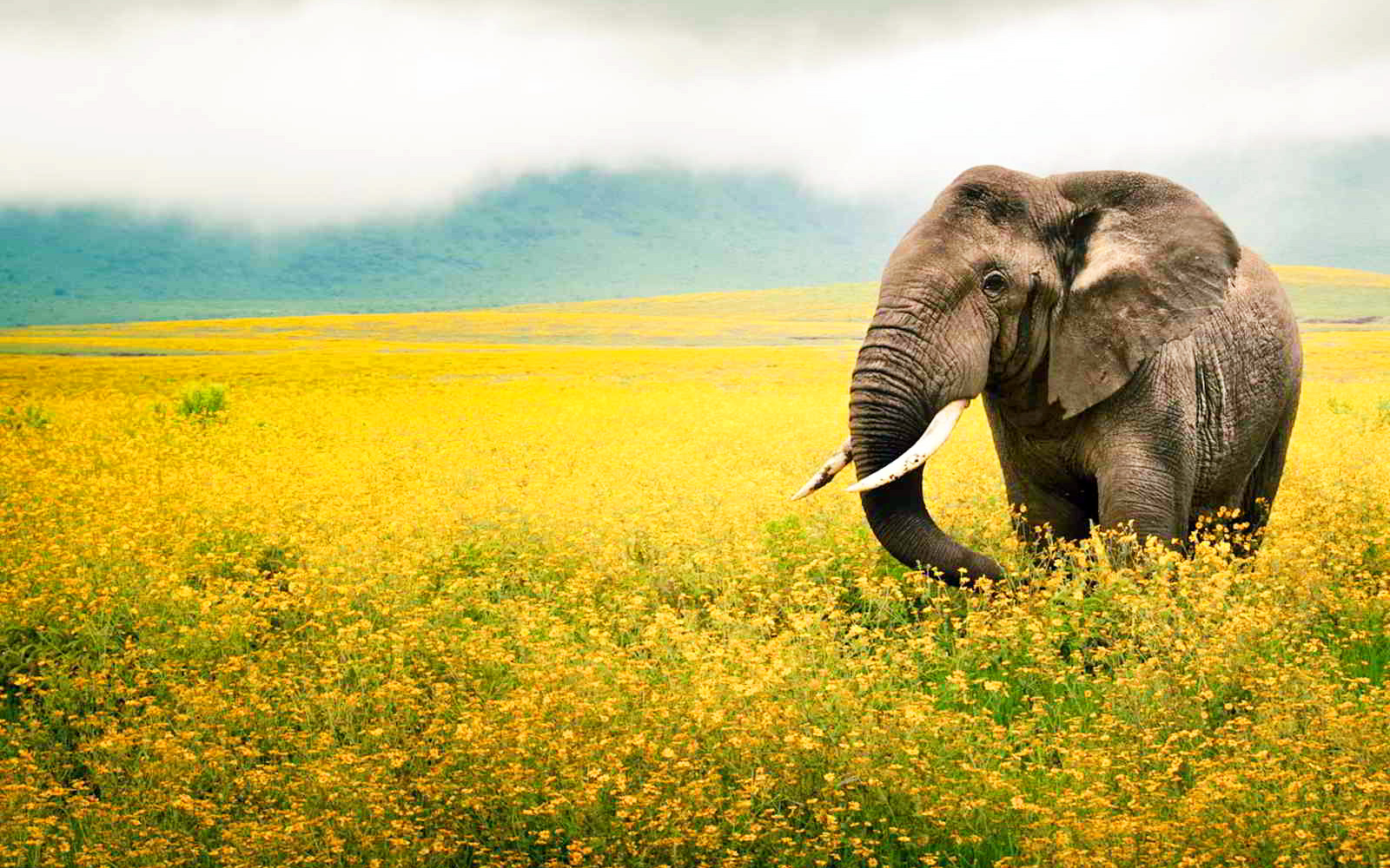 萌宠,动物,可爱,萌物,野生动物,大象,美丽画面,儿童桌面专用