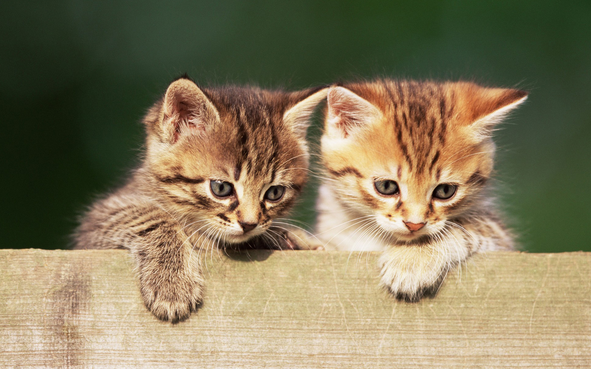 萌宠,动物,可爱,萌物,宠物,喵星人,猫,可怜巴巴,卖萌图,儿童桌面专用