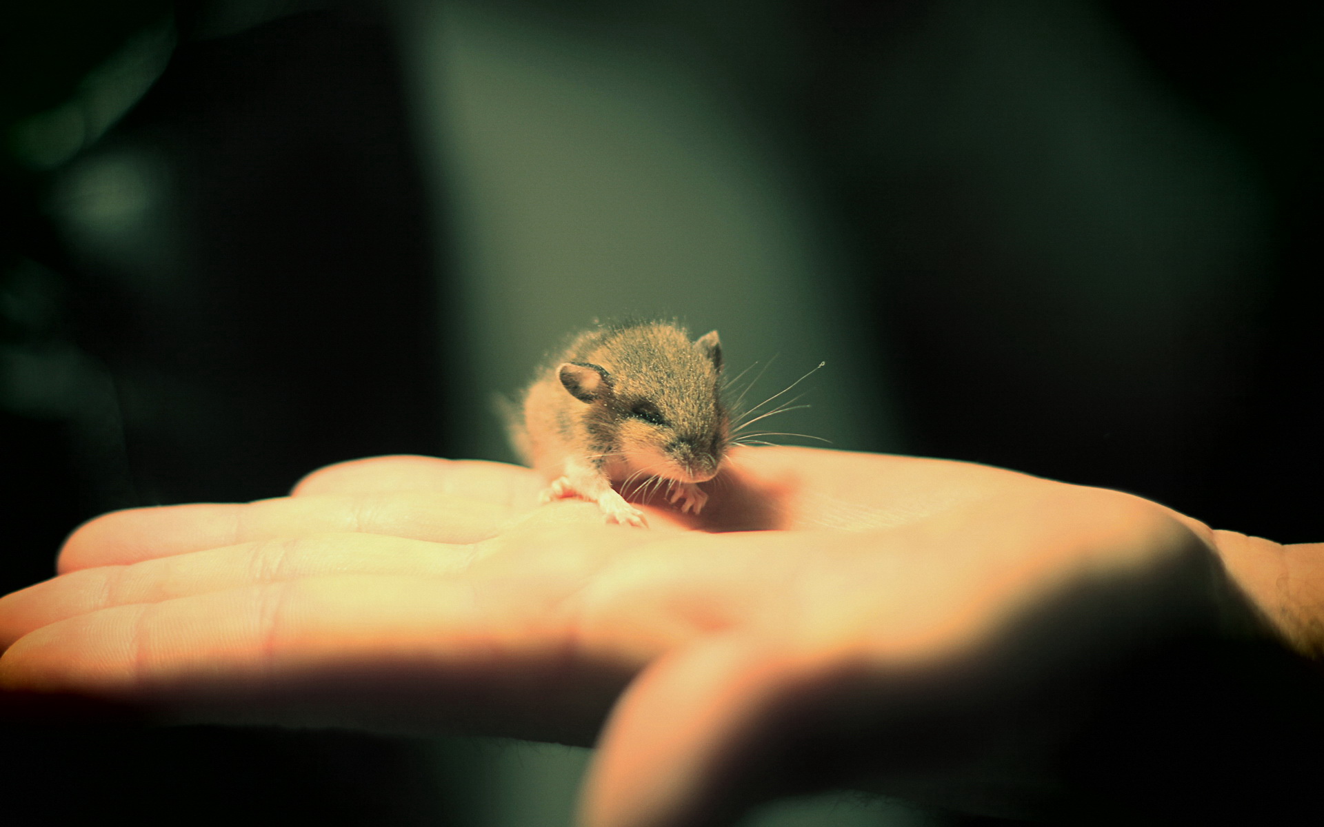 萌宠,动物,可爱,卖萌图,儿童桌面专用