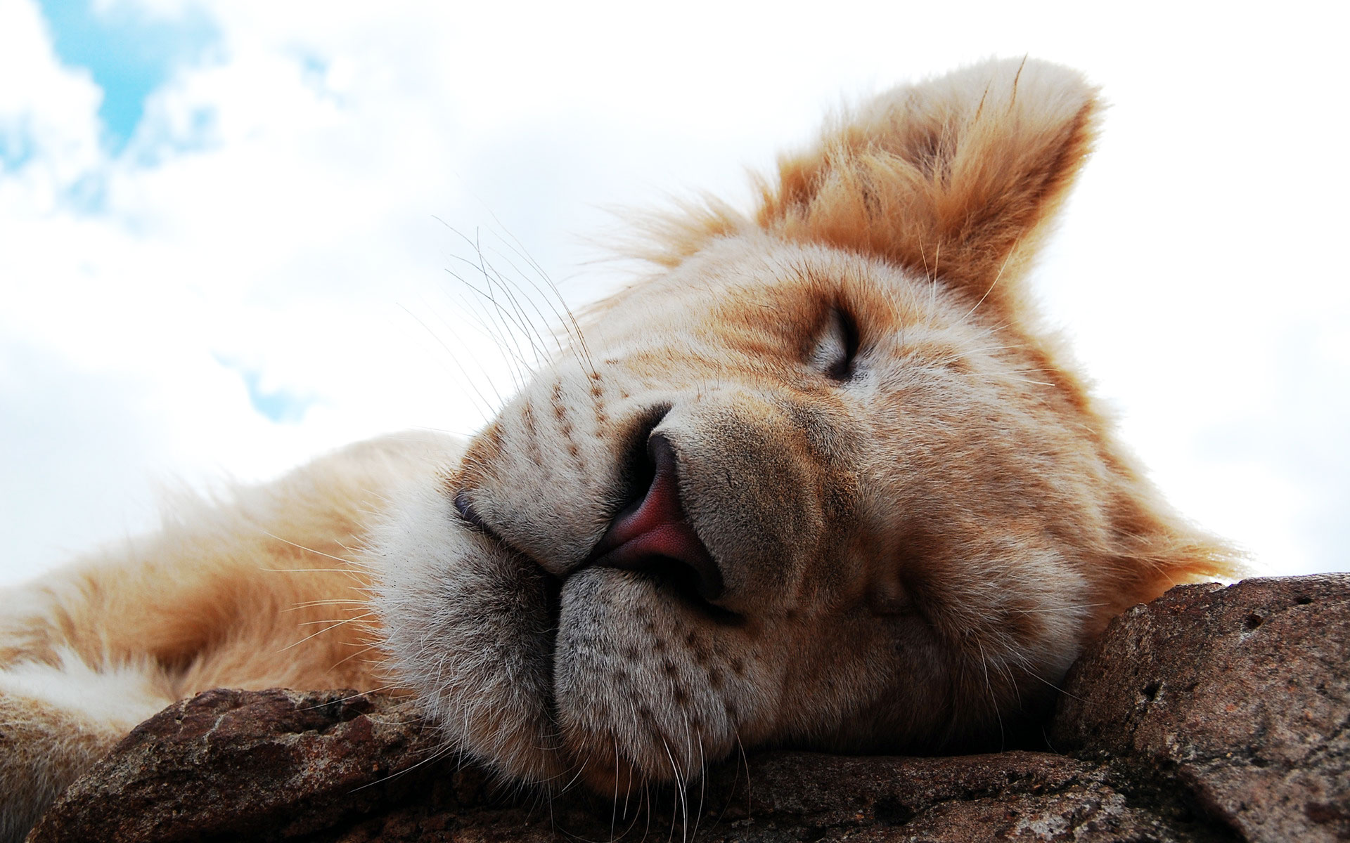 萌宠,动物,可爱,萌物,野生动物,丛林之王,豹,热带生物,七月三日,儿童桌面专用