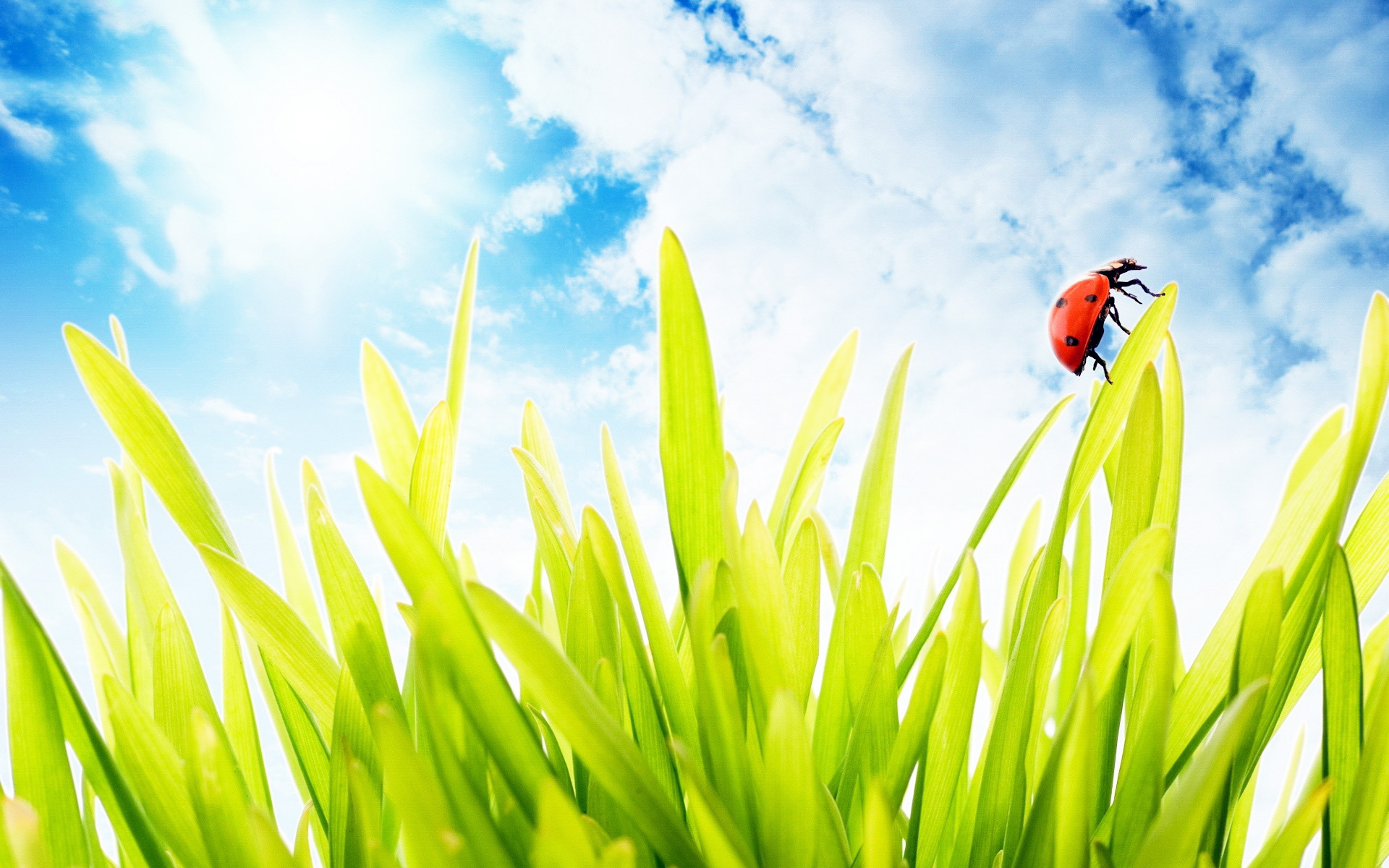 小清新,清爽,温馨,护眼壁纸,昆虫图,七星瓢虫,儿童桌面专用