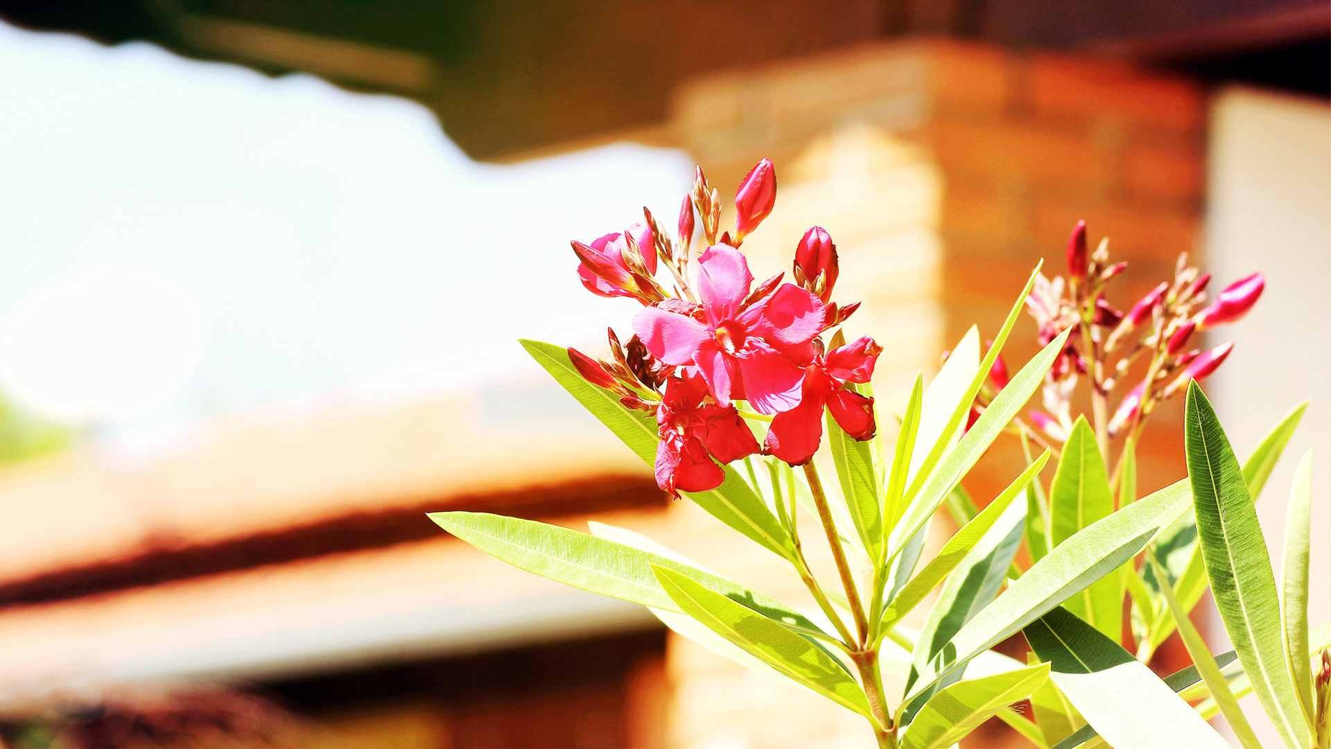 小清新,清爽,温馨,鸟语花香,儿童桌面专用