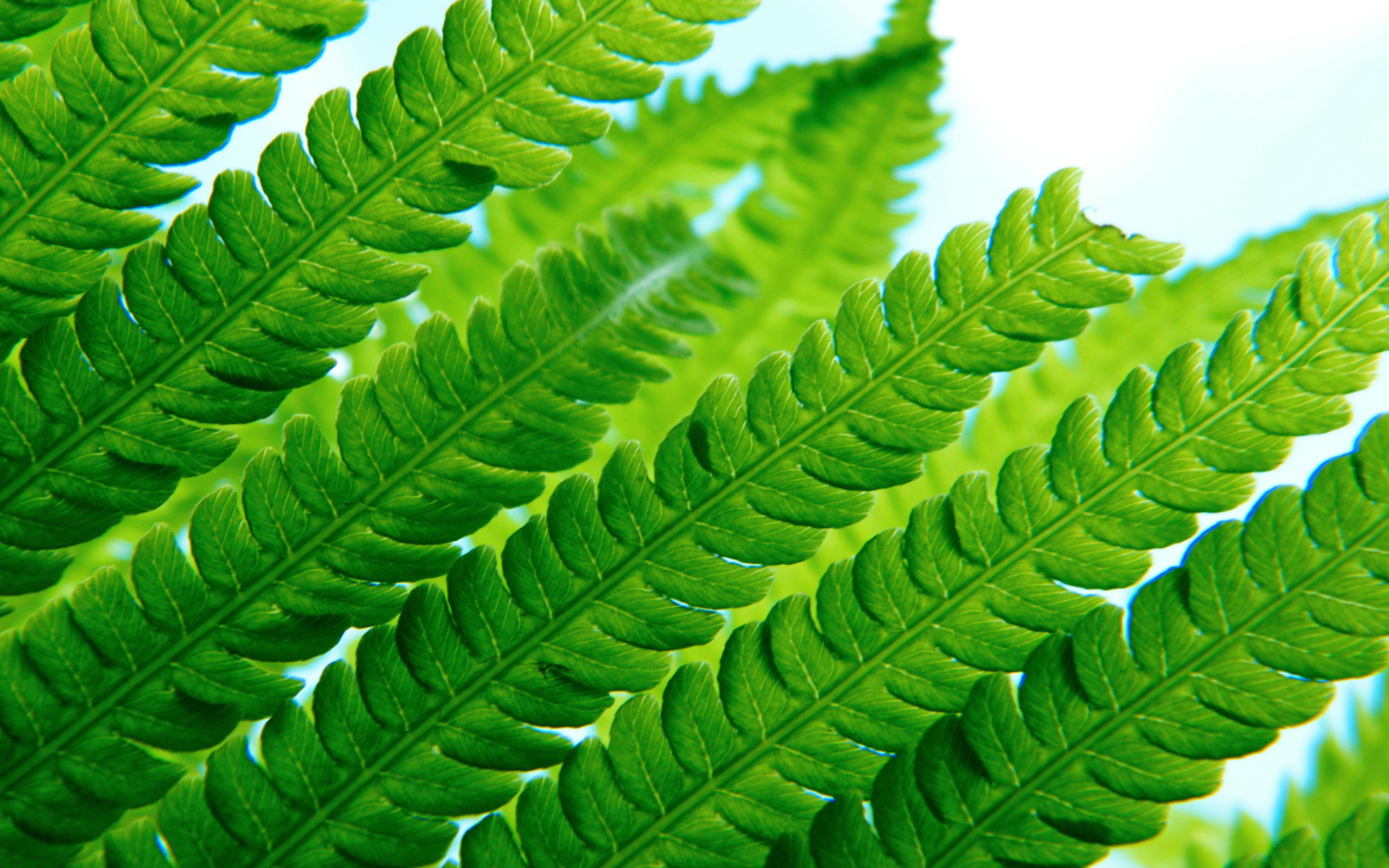 小清新,清爽,温馨,护眼壁纸,儿童桌面专用