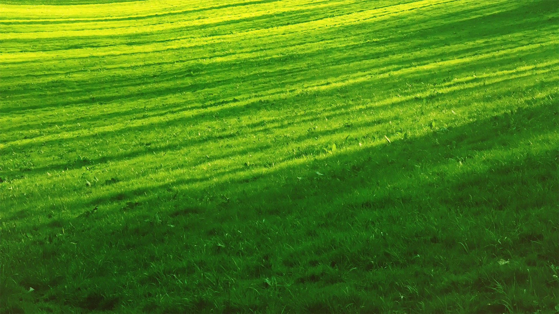 小清新,护眼壁纸,绿色,儿童桌面专用