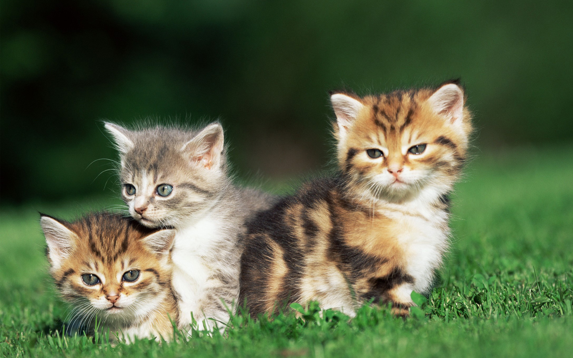 萌宠,动物,可爱,萌物,宠物,喵星人,猫,憨态百出,卖萌图,儿童桌面专用