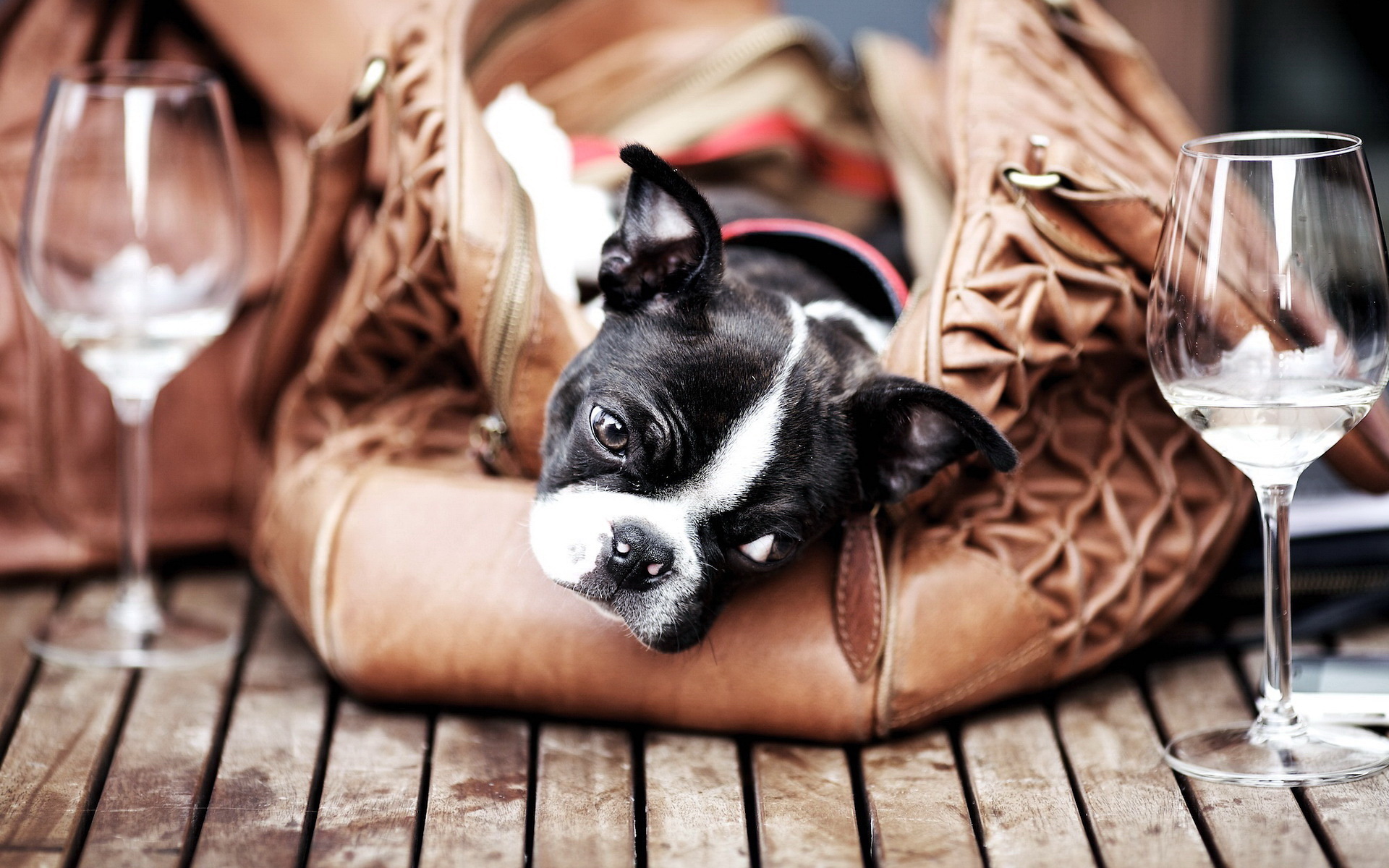 萌宠,动物,可爱,宠物,汪星人,儿童桌面专用