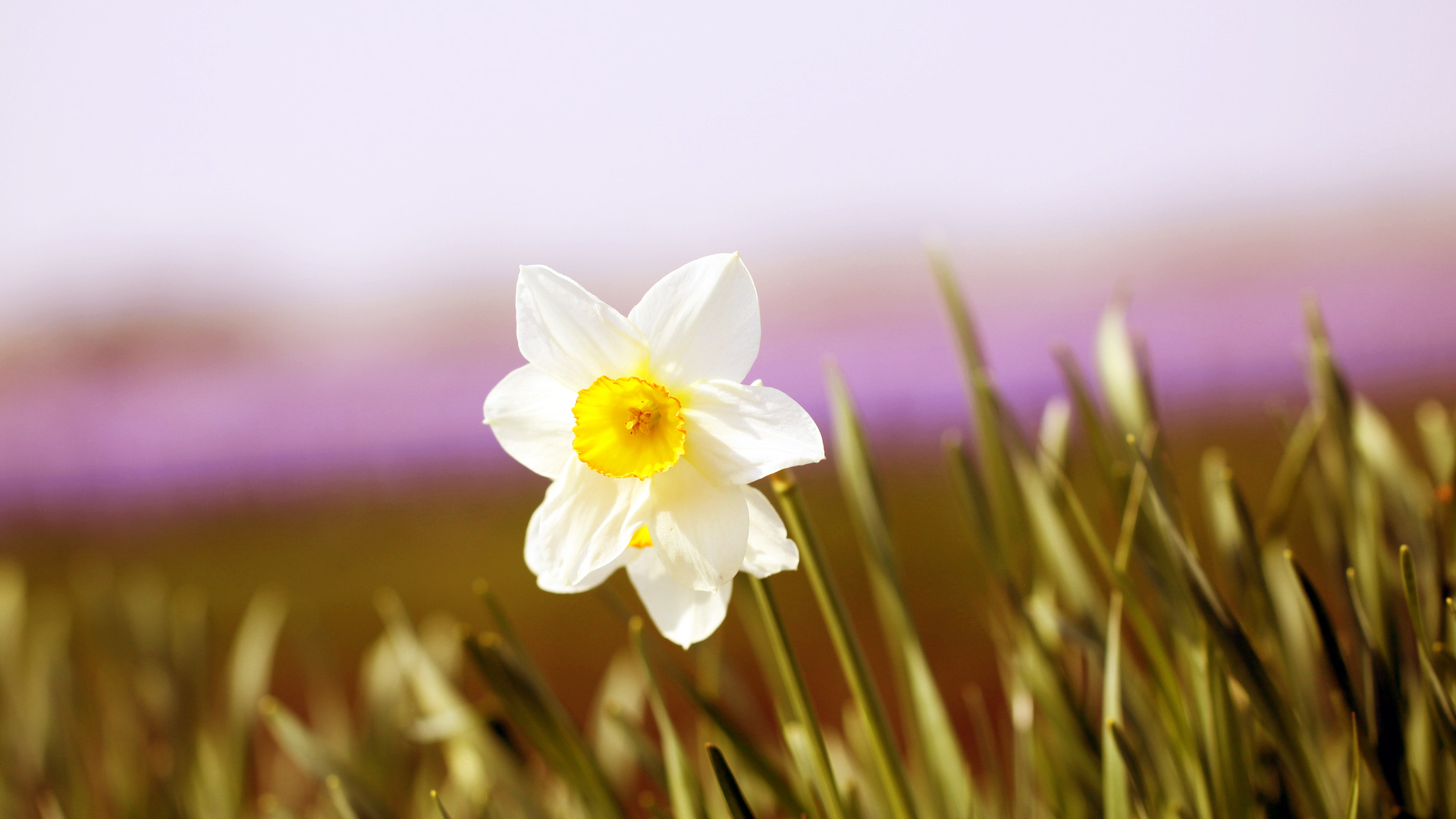 小清新,清爽,温馨,鸟语花香,儿童桌面专用