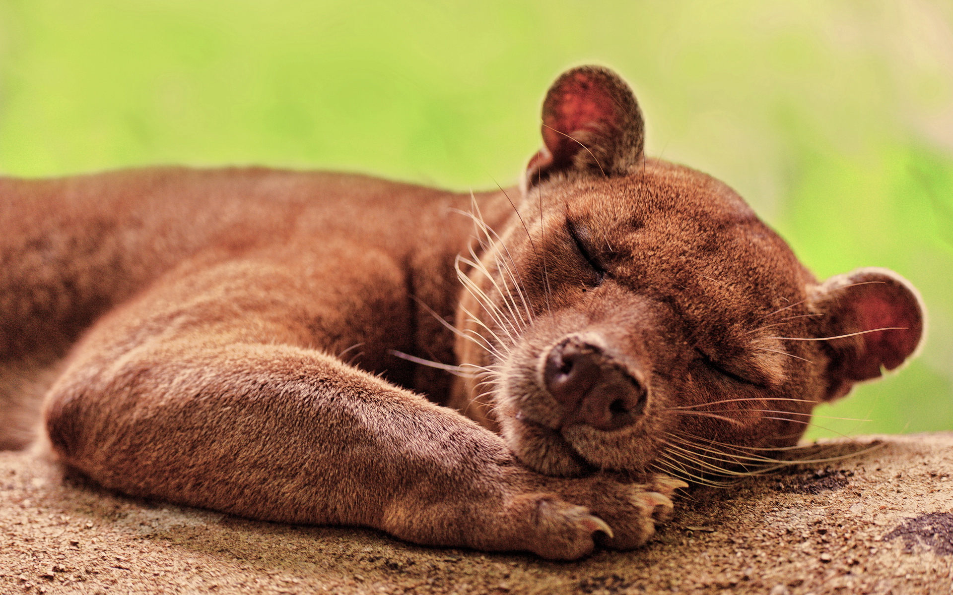 萌宠,动物,可爱,萌物,野生动物,熊,卖萌图,儿童桌面专用