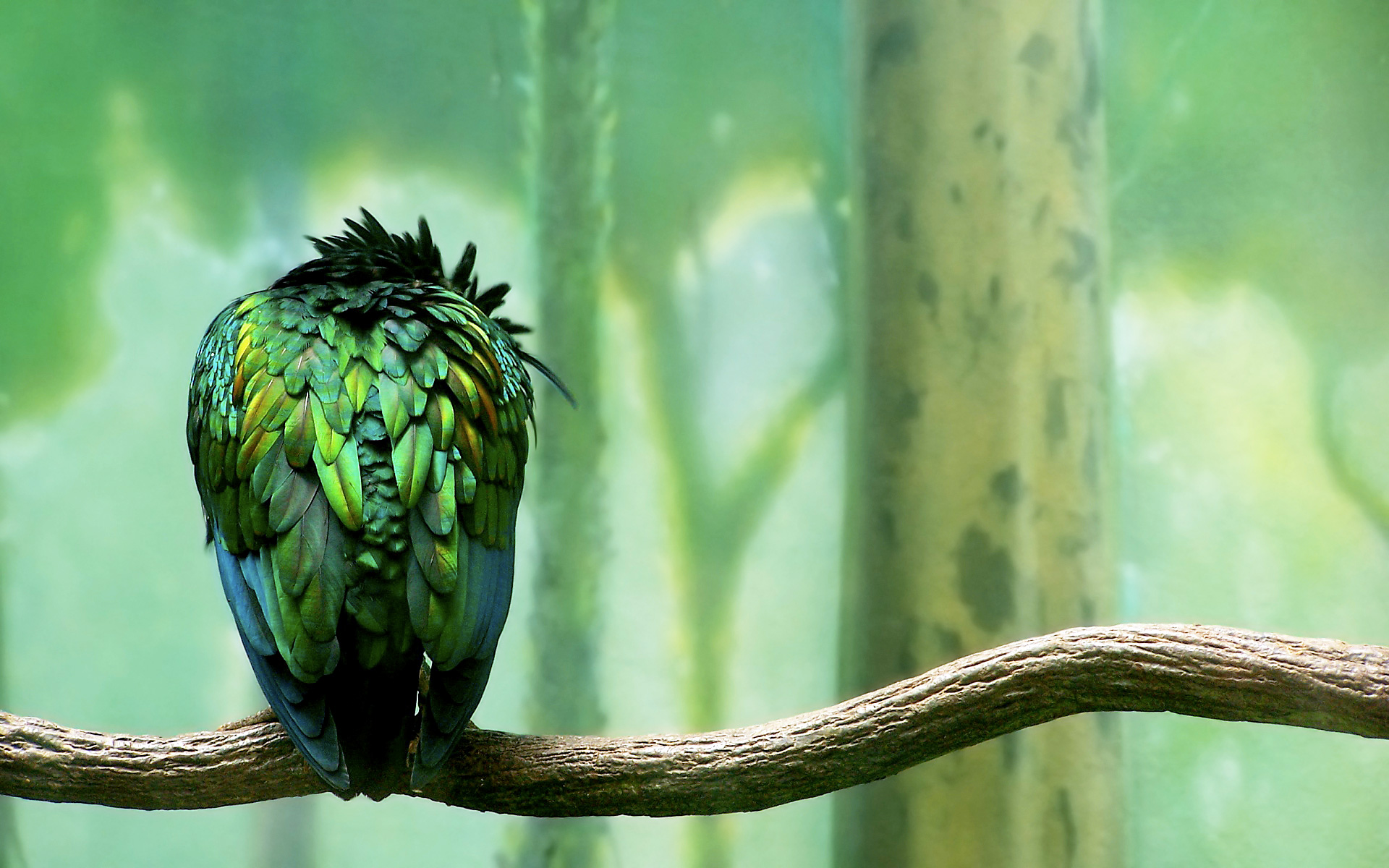 萌宠,动物,可爱,萌物,野生动物,美丽画面,儿童桌面专用