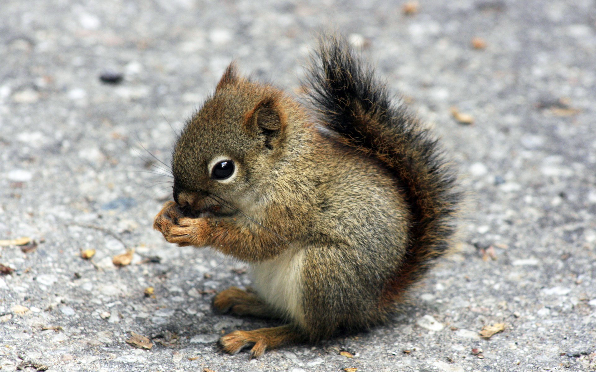 萌宠,动物,可爱,萌物,野生动物,松鼠,吃东西,卖萌图,儿童桌面专用