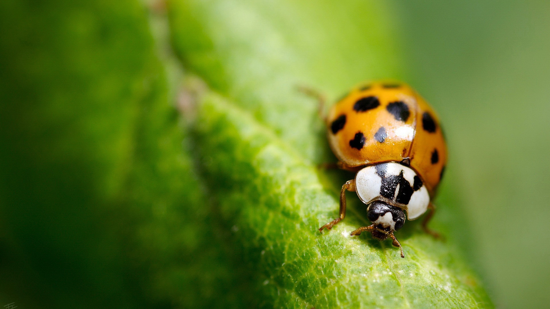 创意,设计,炫彩,野生动物,儿童桌面专用