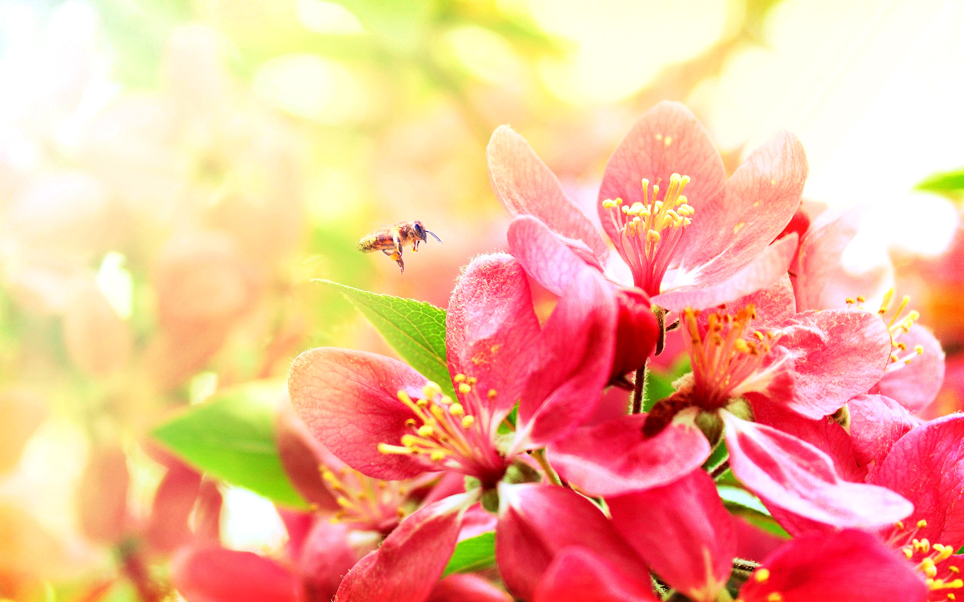 小清新,清爽,温馨,娇艳欲滴,儿童桌面专用