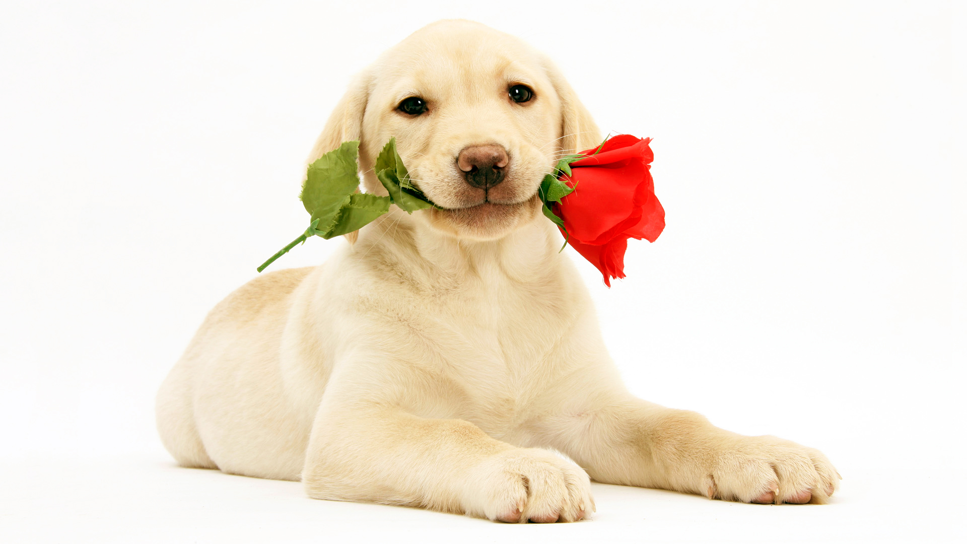 萌宠,动物,可爱,萌物,宠物,汪星人,狗,卖萌图,古灵精怪,儿童桌面专用