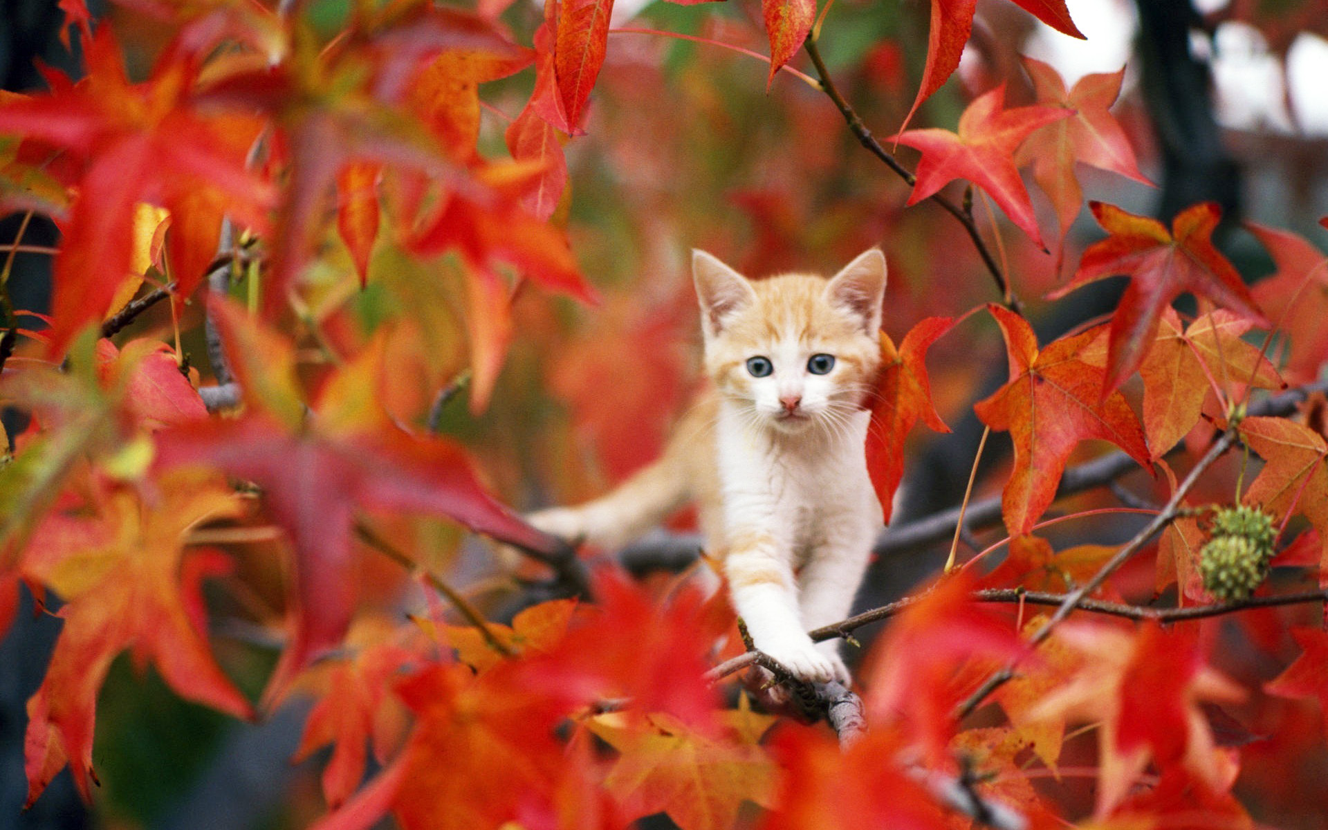 萌宠,动物,可爱,宠物,喵星人,卖萌图,儿童桌面专用
