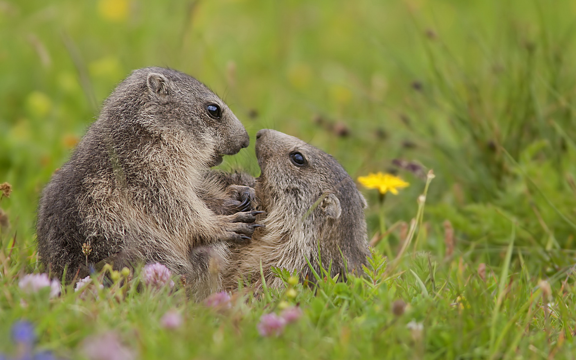 萌宠,动物,可爱,野生动物,儿童桌面专用